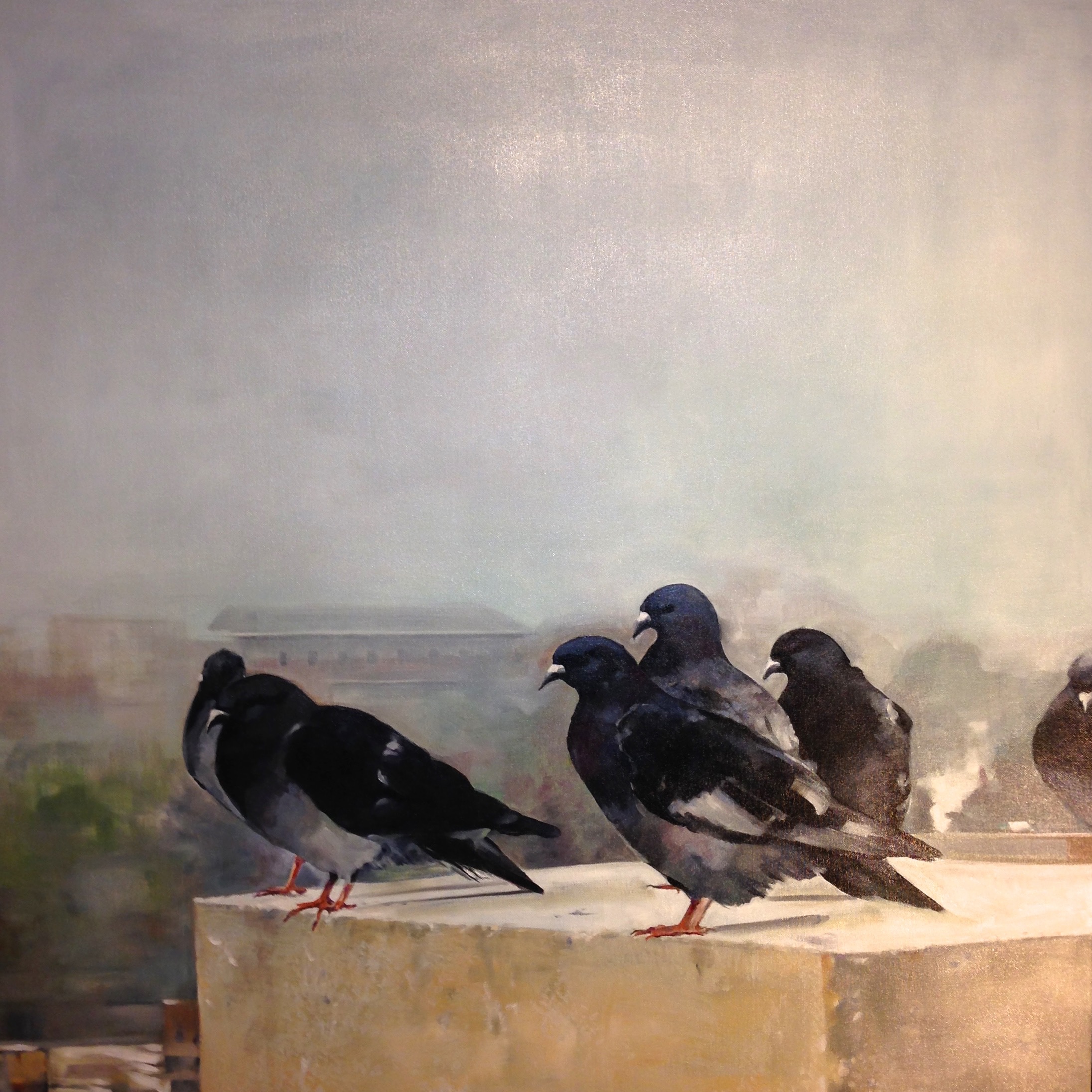 Pigeons