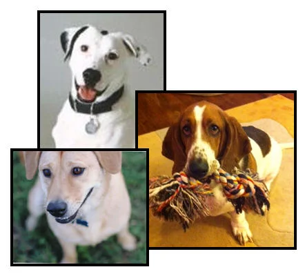 bizologie_Dogs