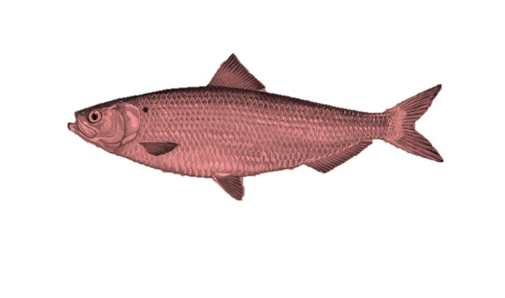 Red Herring