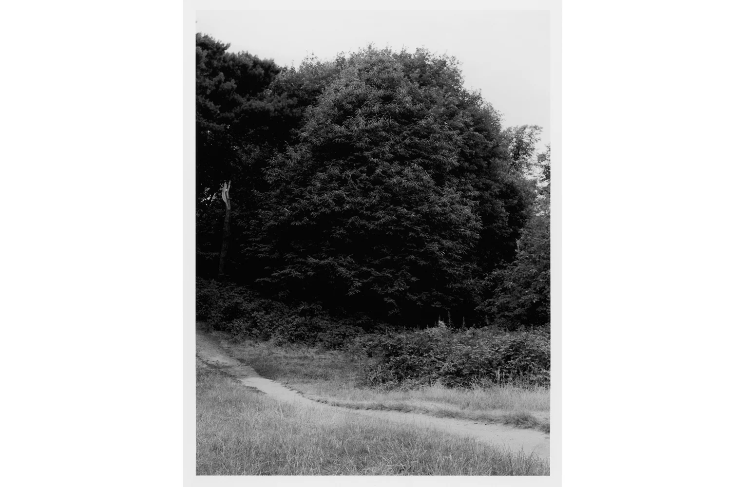 Untitled, 2018.