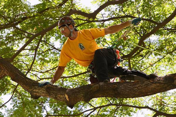 Tree Climbing: It's a Great Workout!
