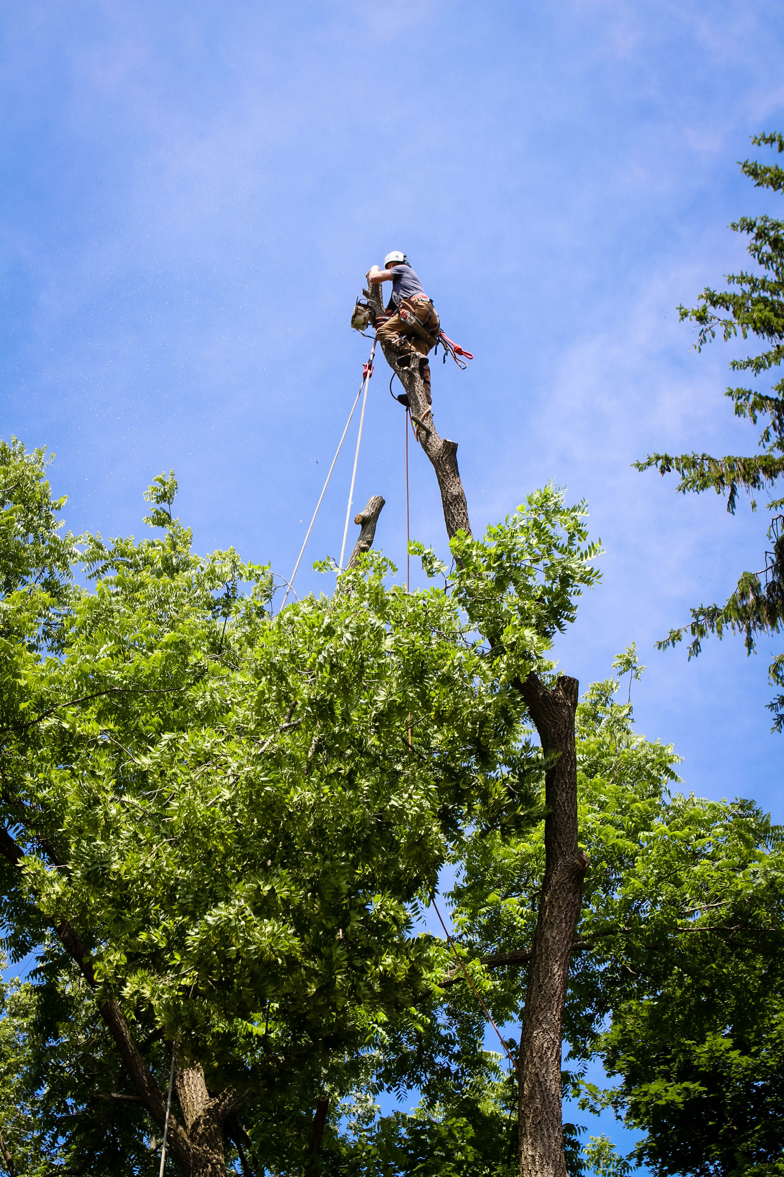 Local, Professional, Quality Tree Care.