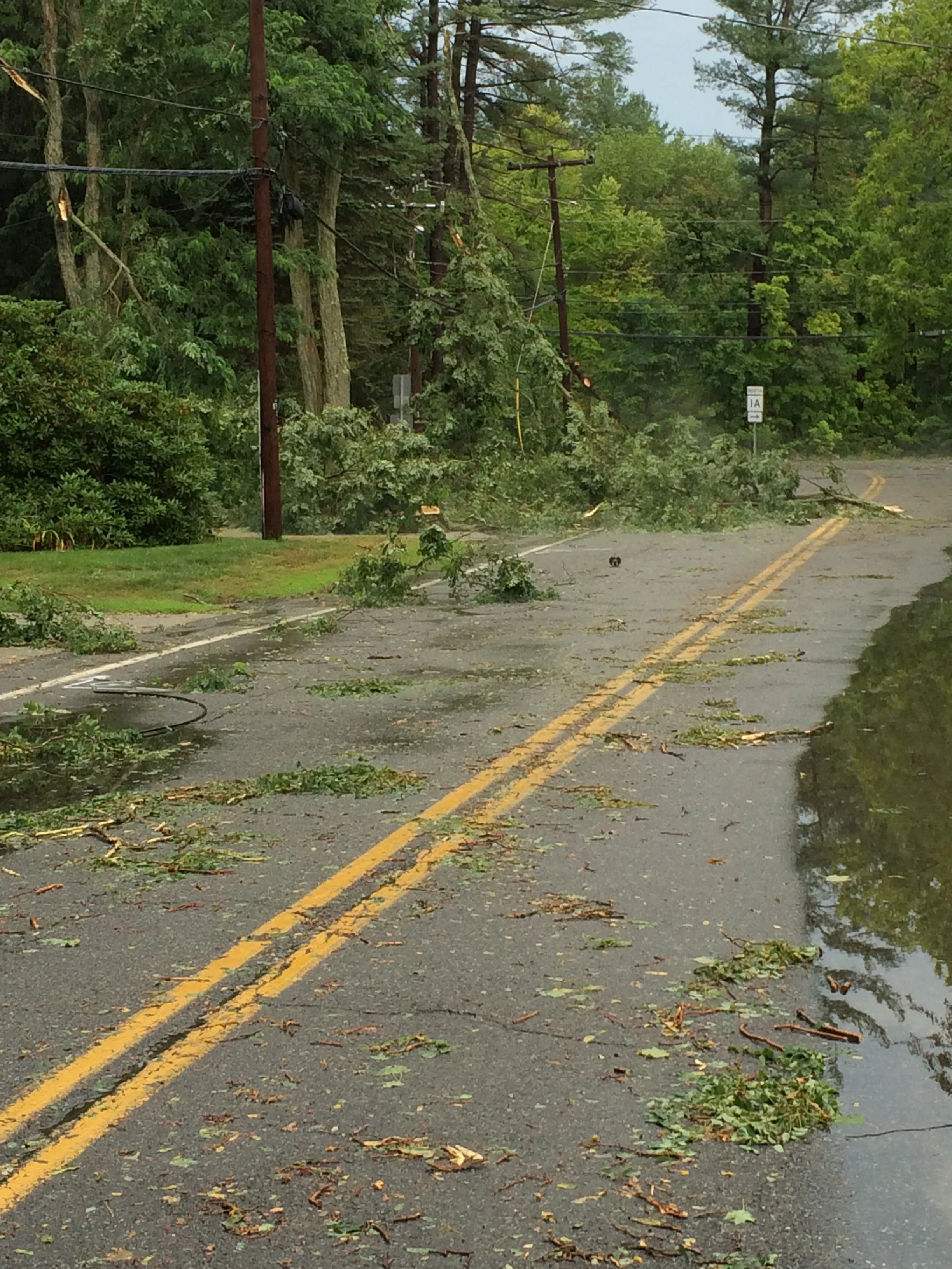 Storm Damage: Are your trees ready for the next storm?