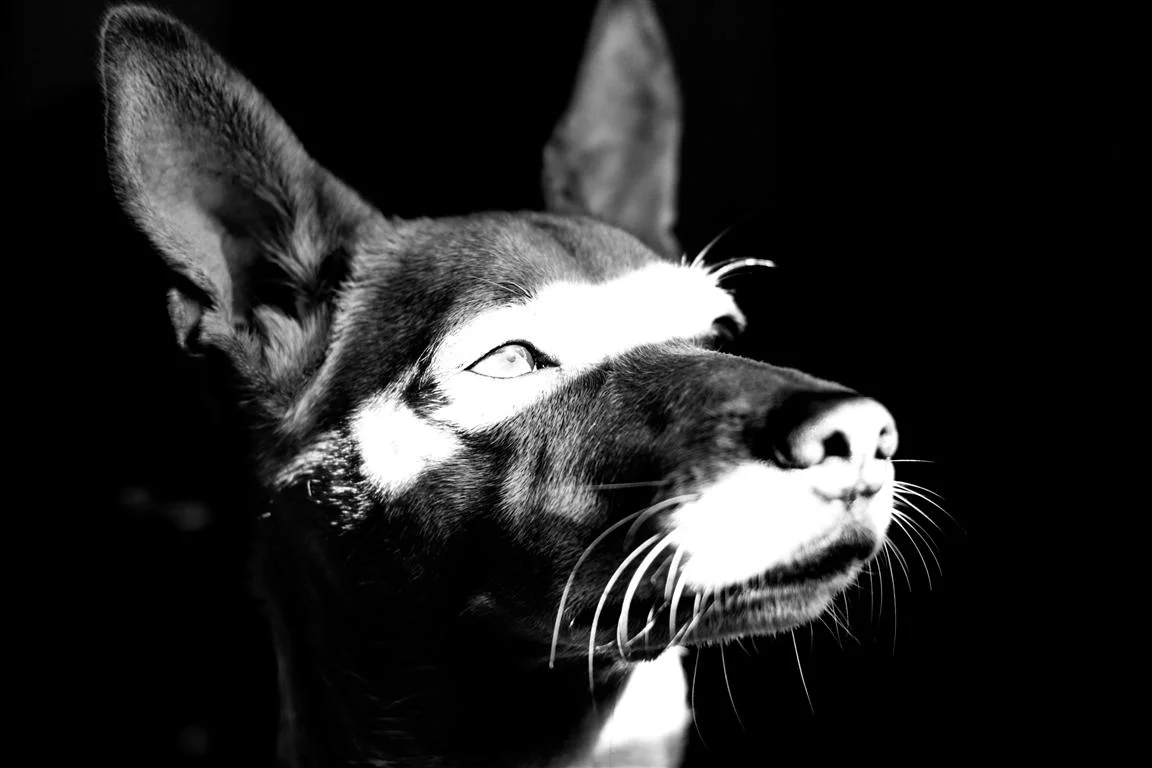 IMG_2764-3 (Medium).JPG