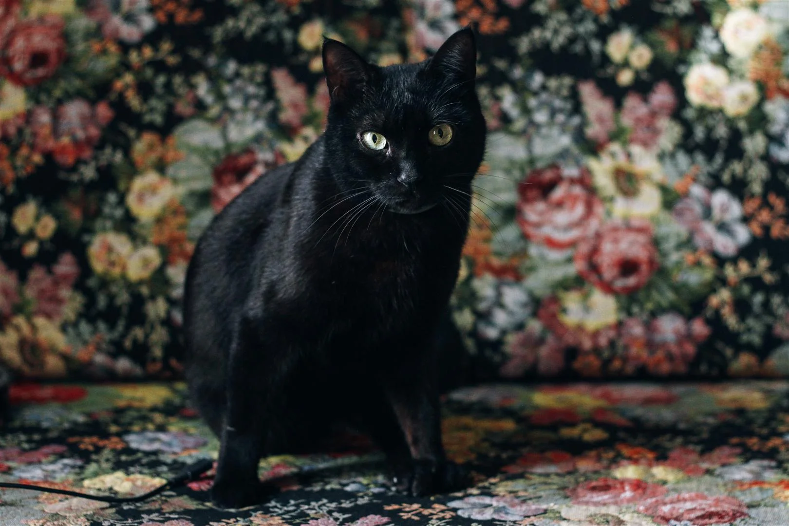 IMG_9722 (Large).JPG