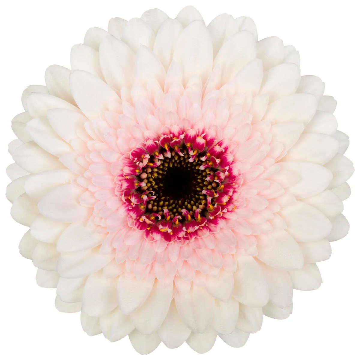 Teddy.jpg