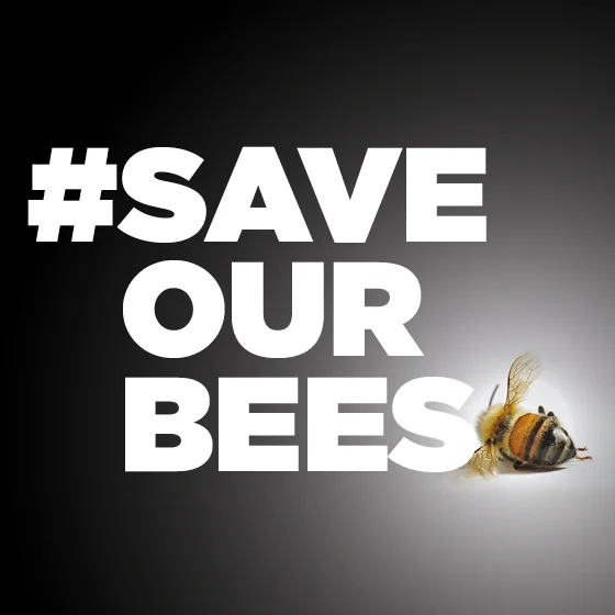 FBProfileImage-BEES.jpg