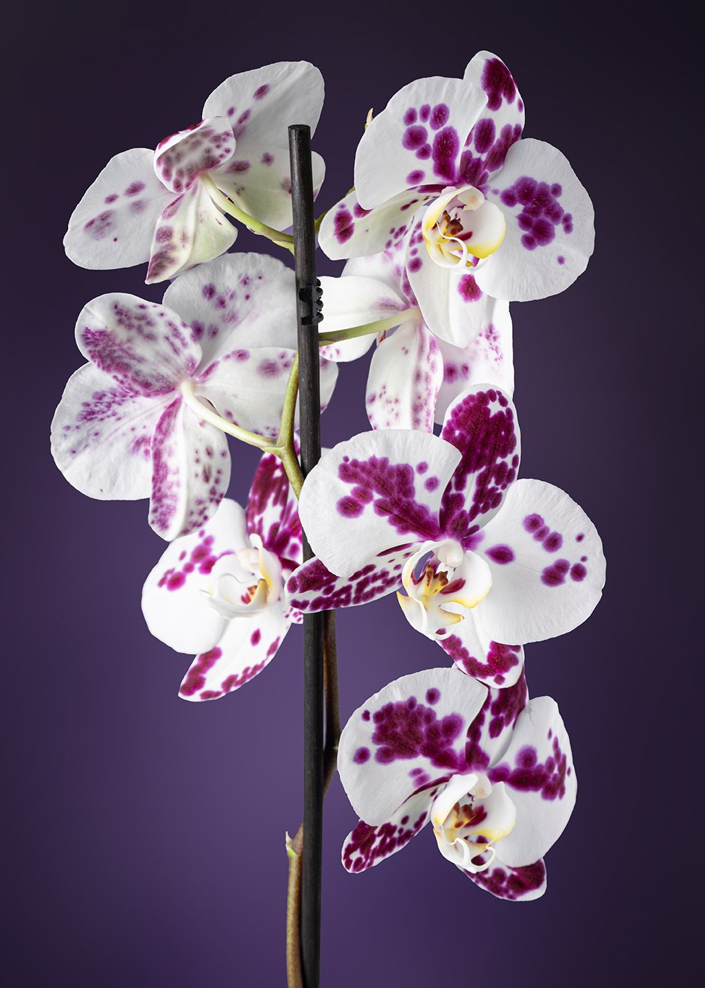 Dalmation-orchid.jpg