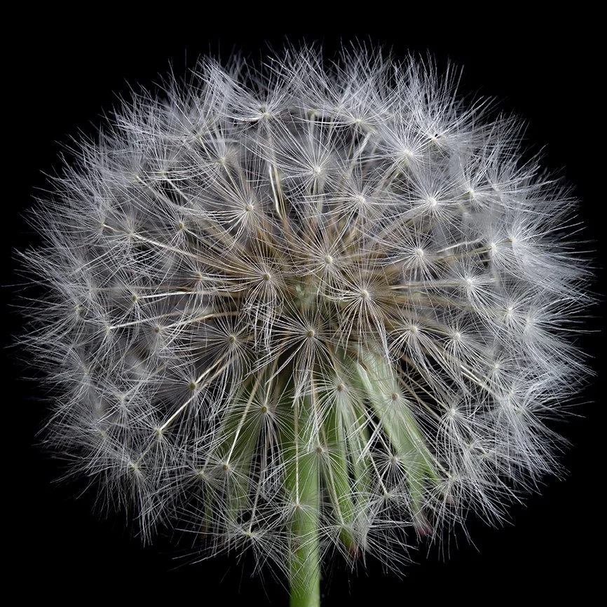 dandylion .jpg