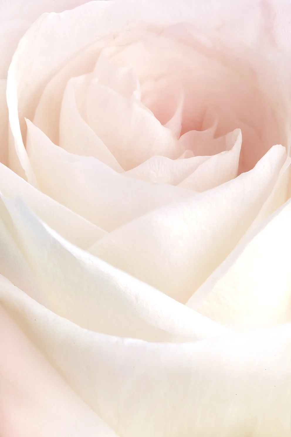 rose-closeup.jpg