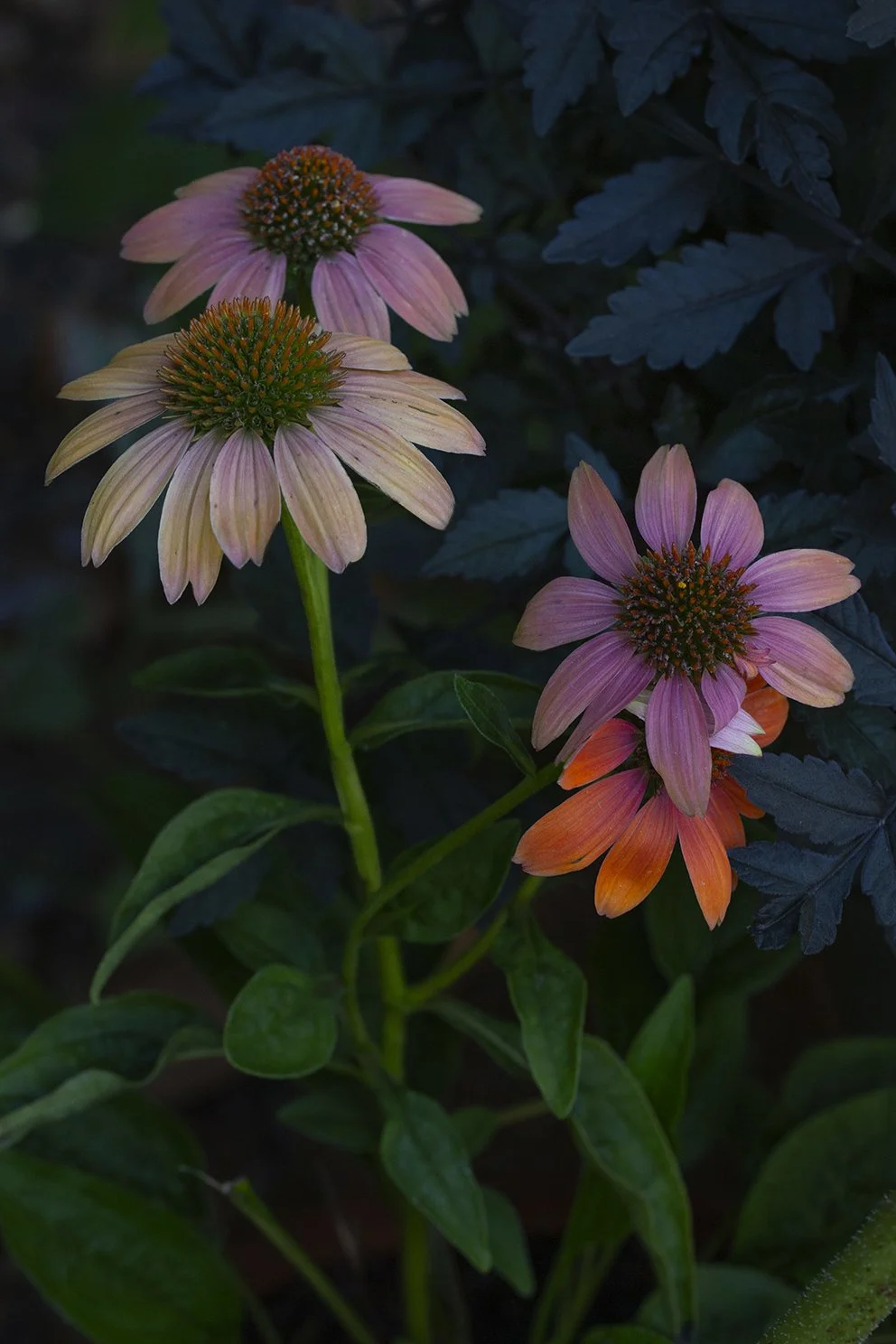 echinacea-floral.jpg
