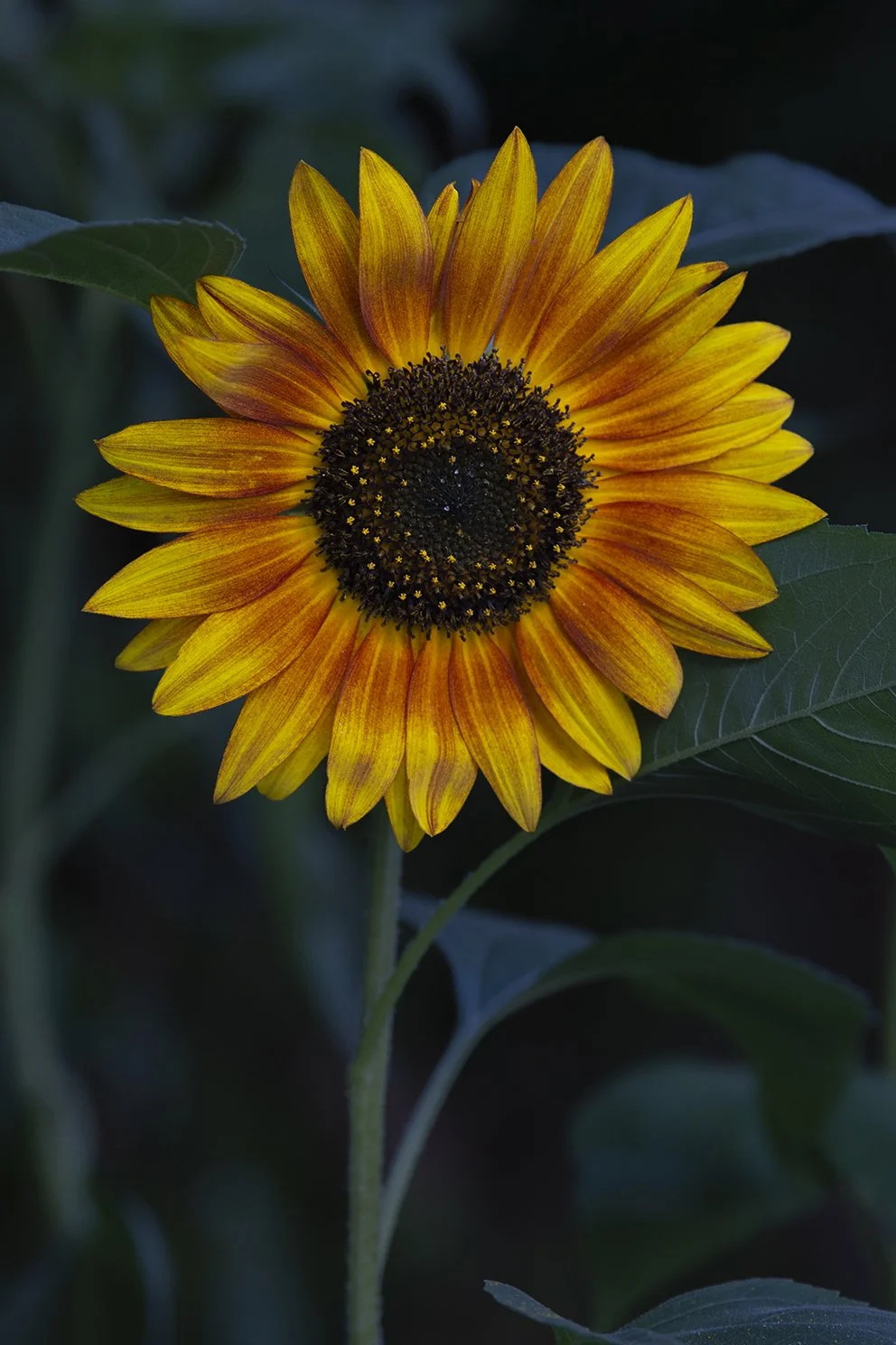 Sunflower.jpg