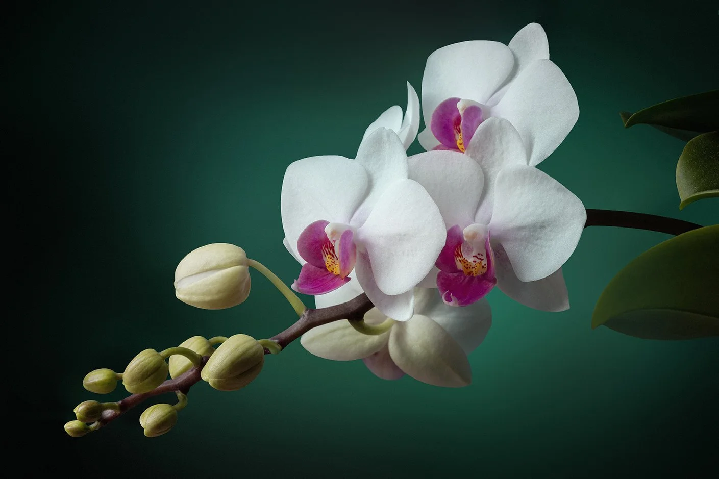 Orchid on green.jpg