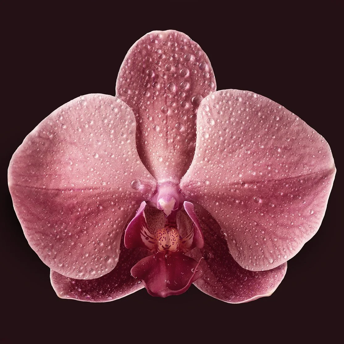 orchid-droplet.jpg