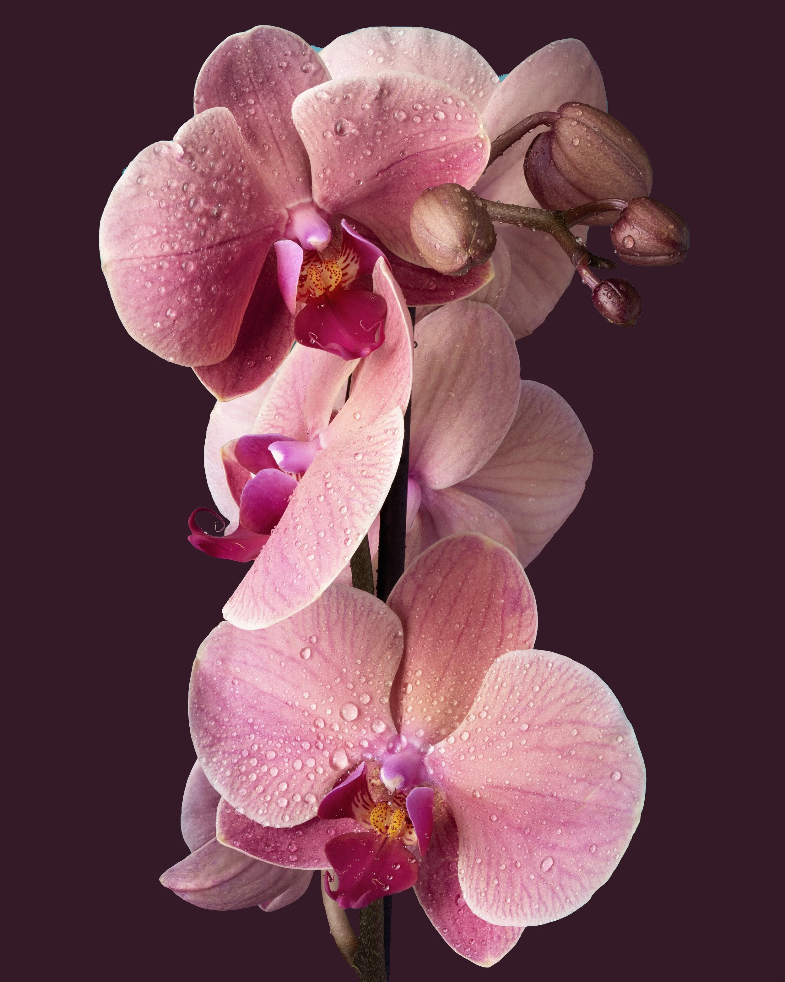 Floral still life