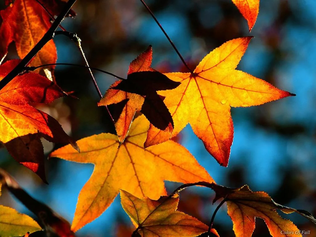 Fall-Leaves-beautiful-Autumn.jpg