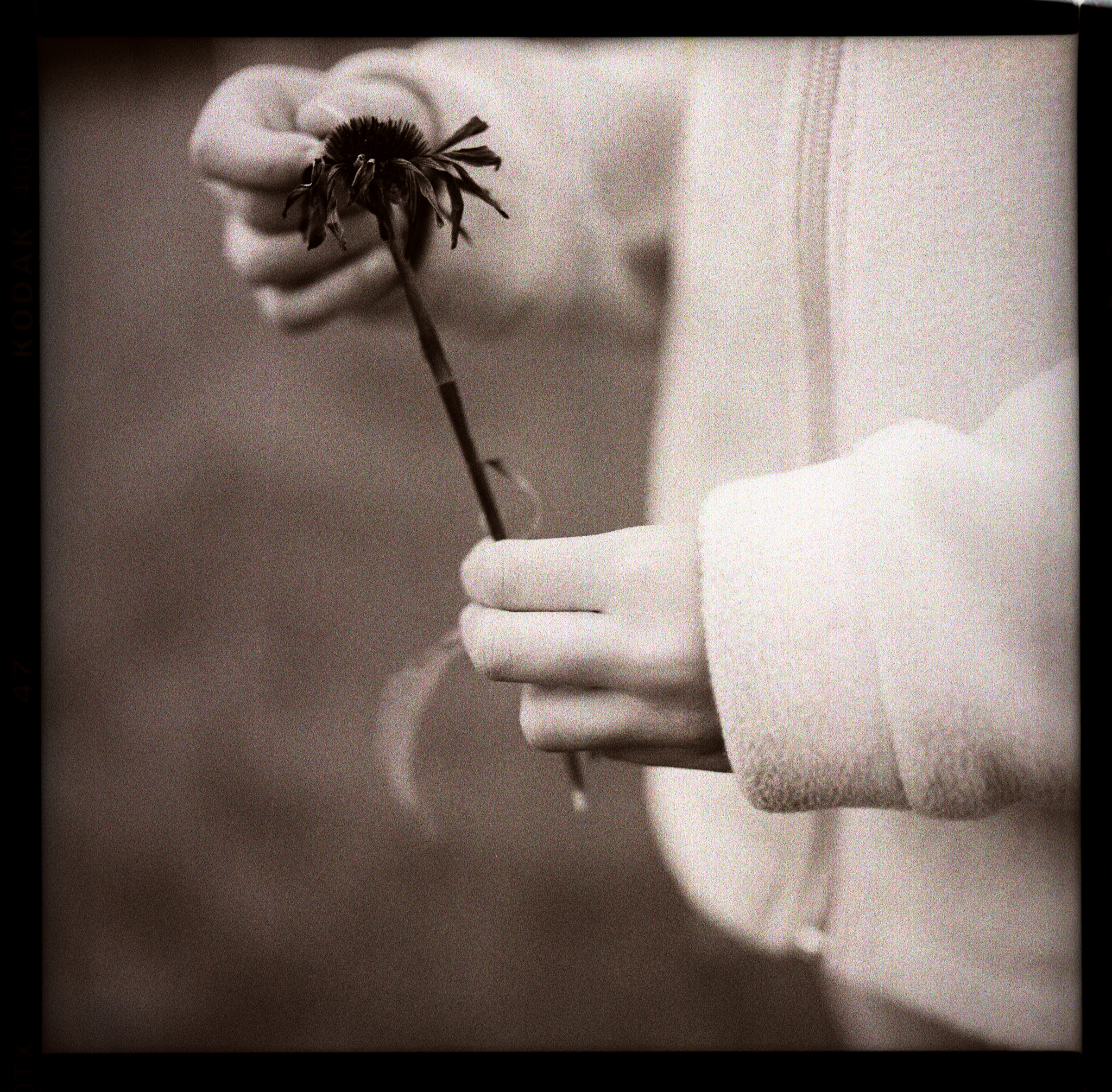 Petals