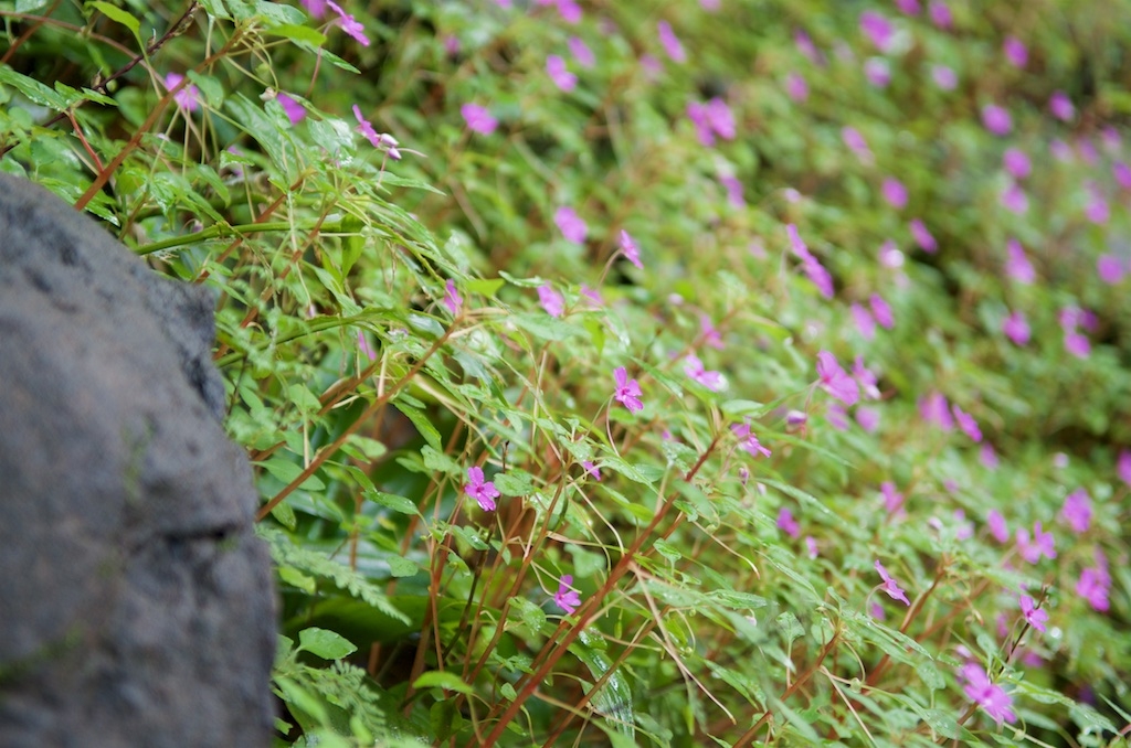 Pha Taem flowers.jpg