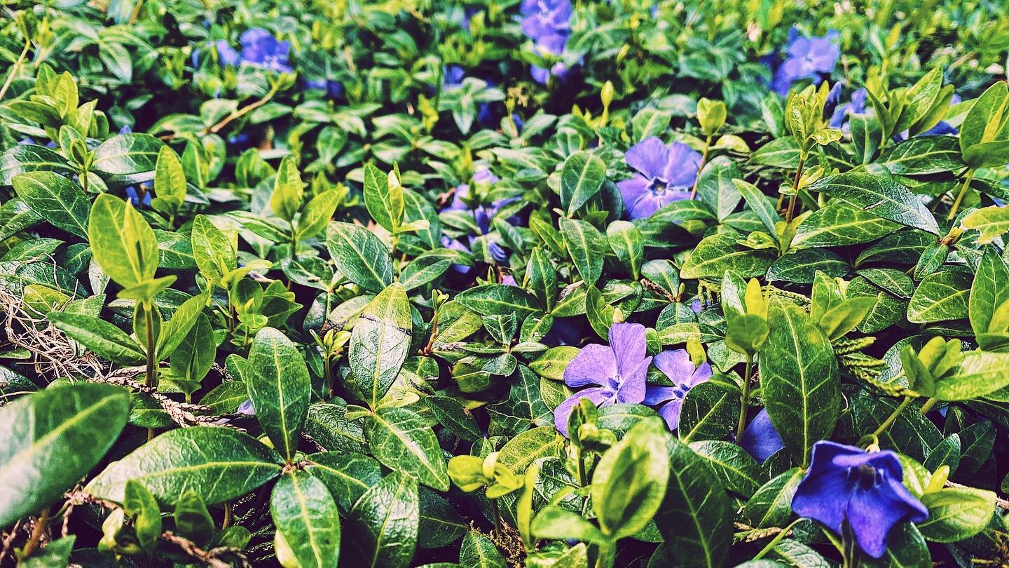 Simple but so effective, a blanket of Vinca minor (Periwinkle) is such great ground cover.