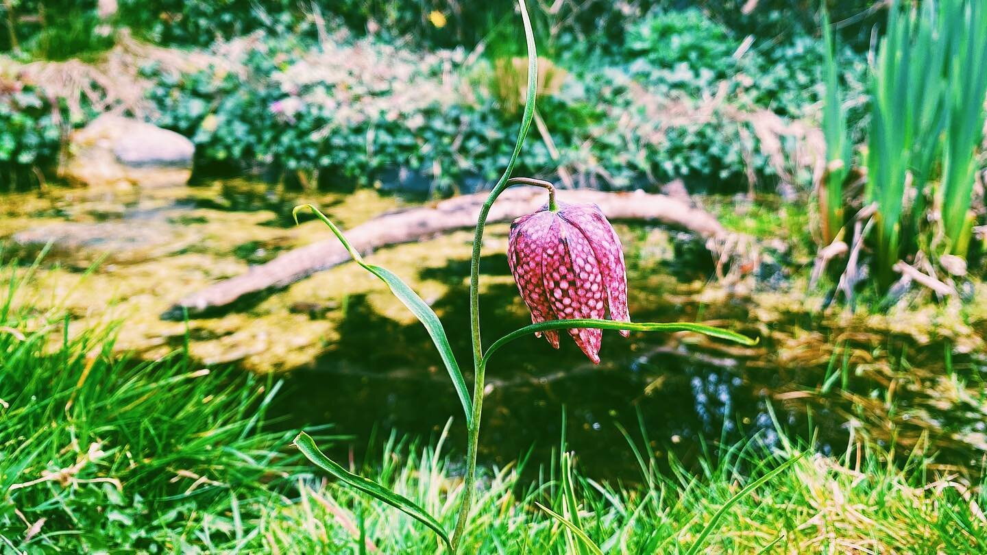 A snakes head fritillary (Fritillaria meleagris) flowering in front of a wildlife pond built by us around 10 years ago. The delicate little flower is one of our favourites 🥀🌷