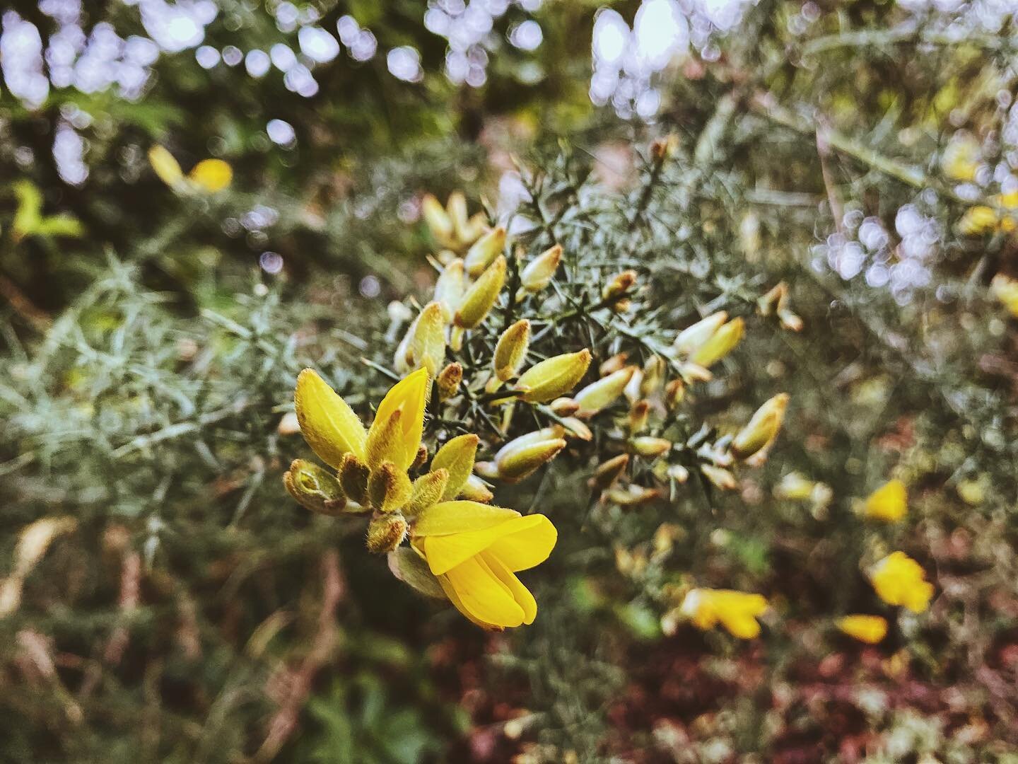 The Gorse family not only shows off bright and early colour starting in January but also provides important shelter and habitats for many species of birds and are vital to pollinators during the winter months.

&bull;
&bull;
&bull;
#wildlife #wildlif