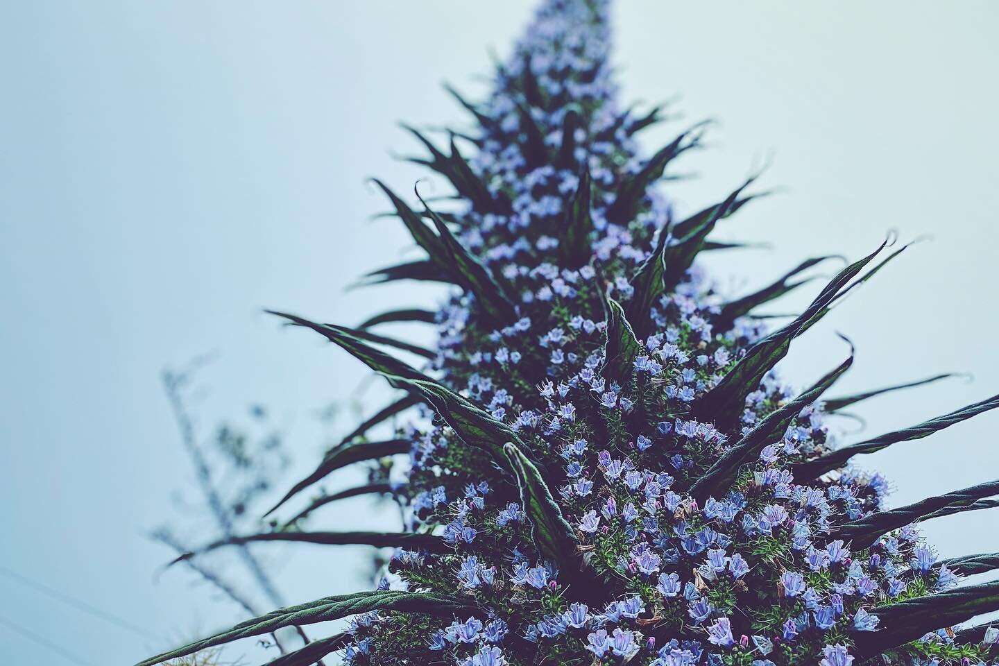 Huge and tropical looking Echium pininana. Although native to the Canary Islands, these giants can survive well in Cornwalls mild winters (compared to the rest of the uk).

&bull;
&bull;
&bull;
&bull;

#gardens #garden #gardening #flowers #nature #pl