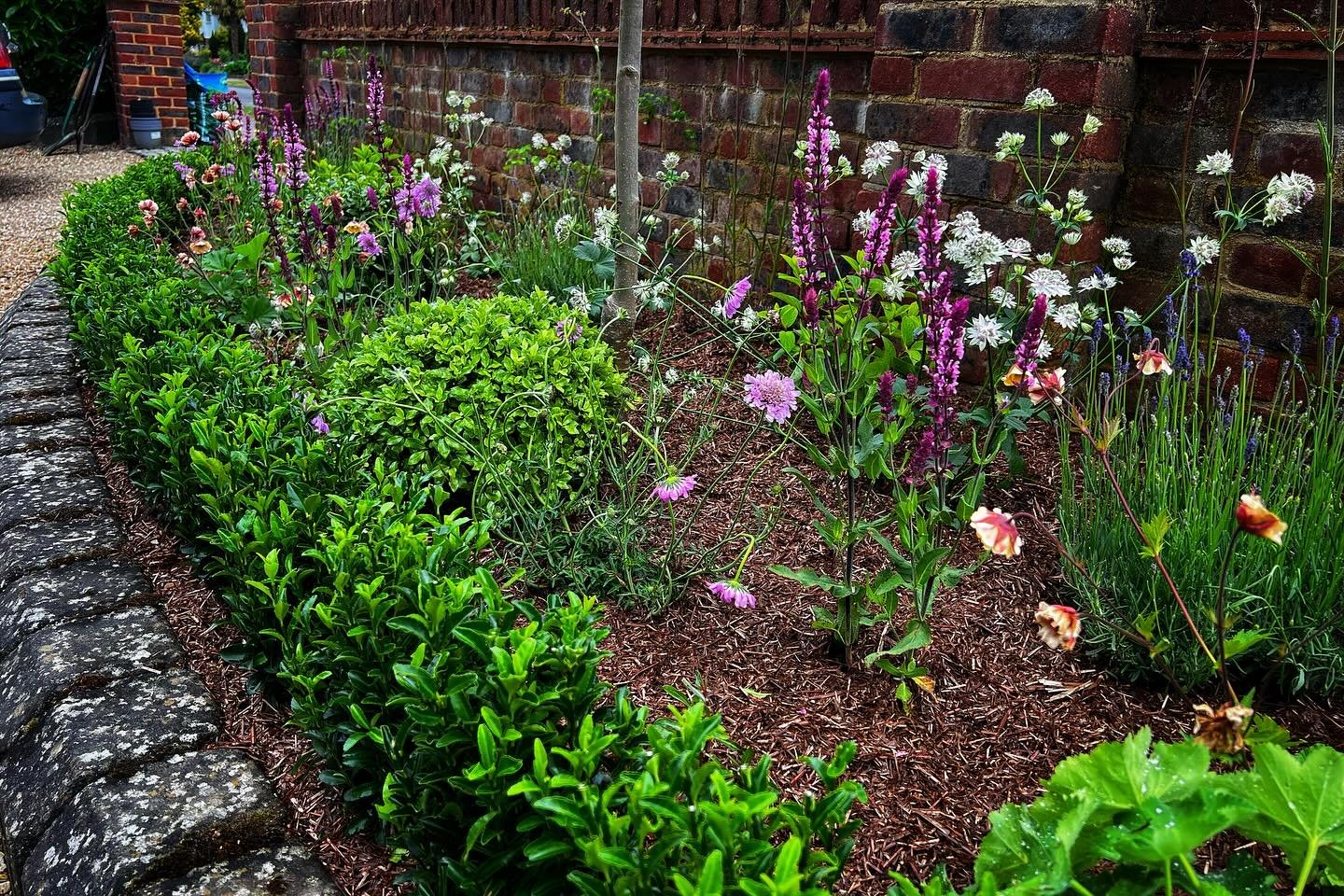 πΏ Freshly Planted in Chorleywood! πΏ
Just completed a small planting project in #Chorleywood, bringing structure, colour, and seasonal interest to this lovely garden space. Thoughtfully chosen plants, all suited to the setting and designed to thriv