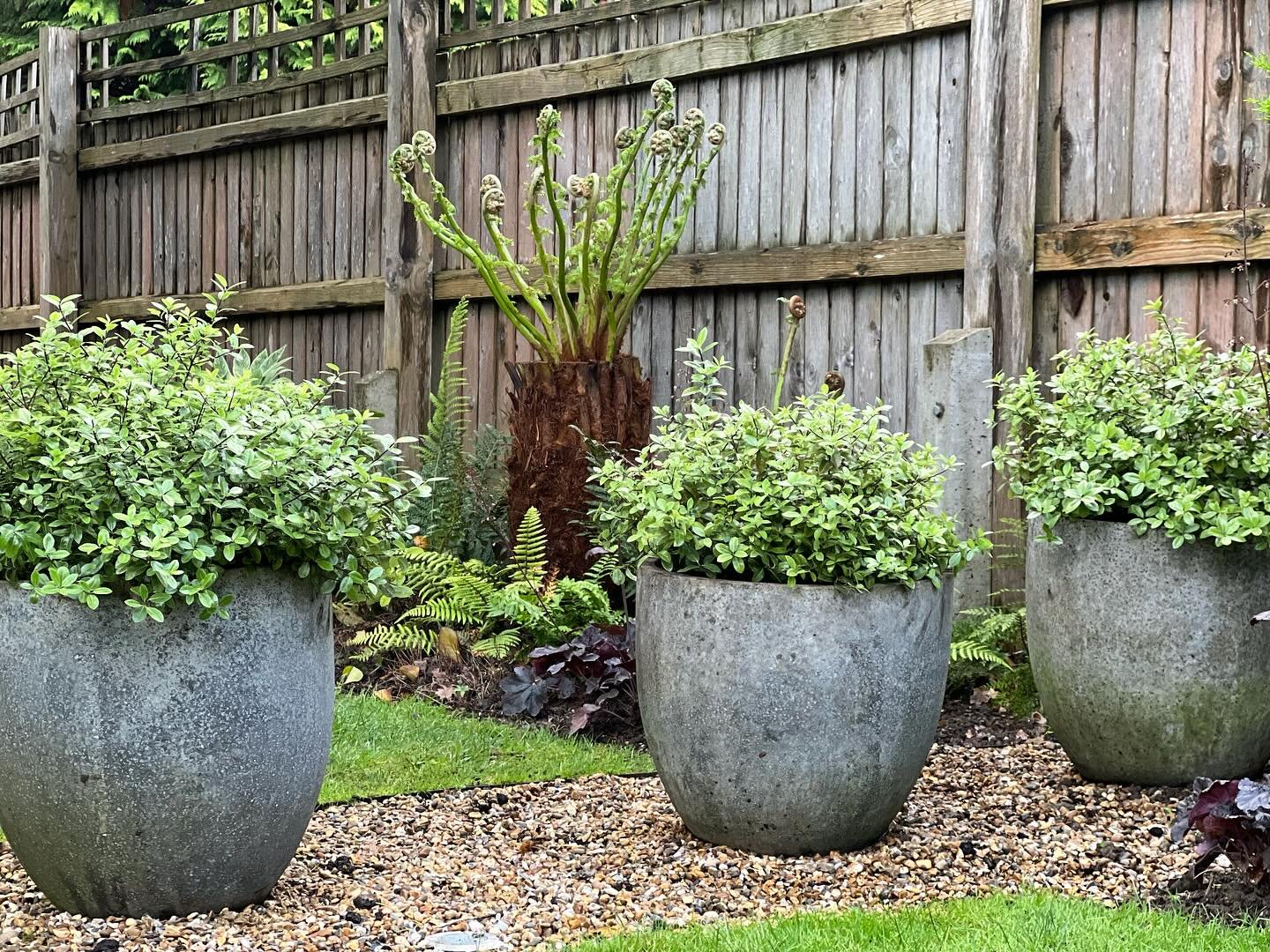 Autumnal planting with Tree ferns, Hydrangeas, Mixed grasses and mixed herbaceous perennials.
#planting #gardening #autumn #ferns