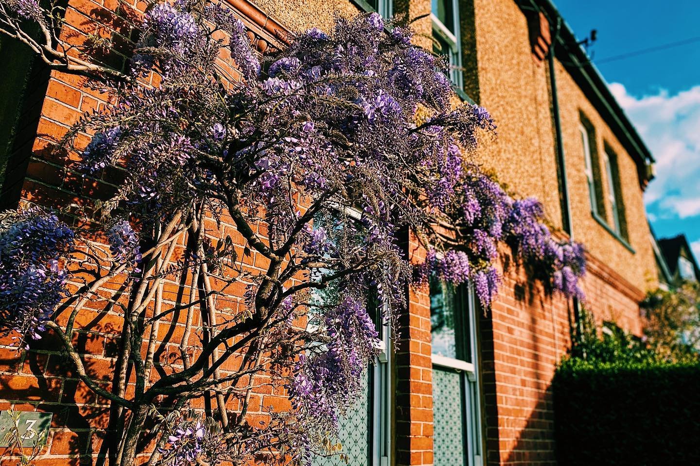 It’s Wisteria galore currently across the uk! The purple or white blooms are one of springs absolute beauties.
#beauty #gardensofinstagram #flowersofinstagram #plantsofinstagram #gardenlover #purple #white #vsco #sunnyday #spring