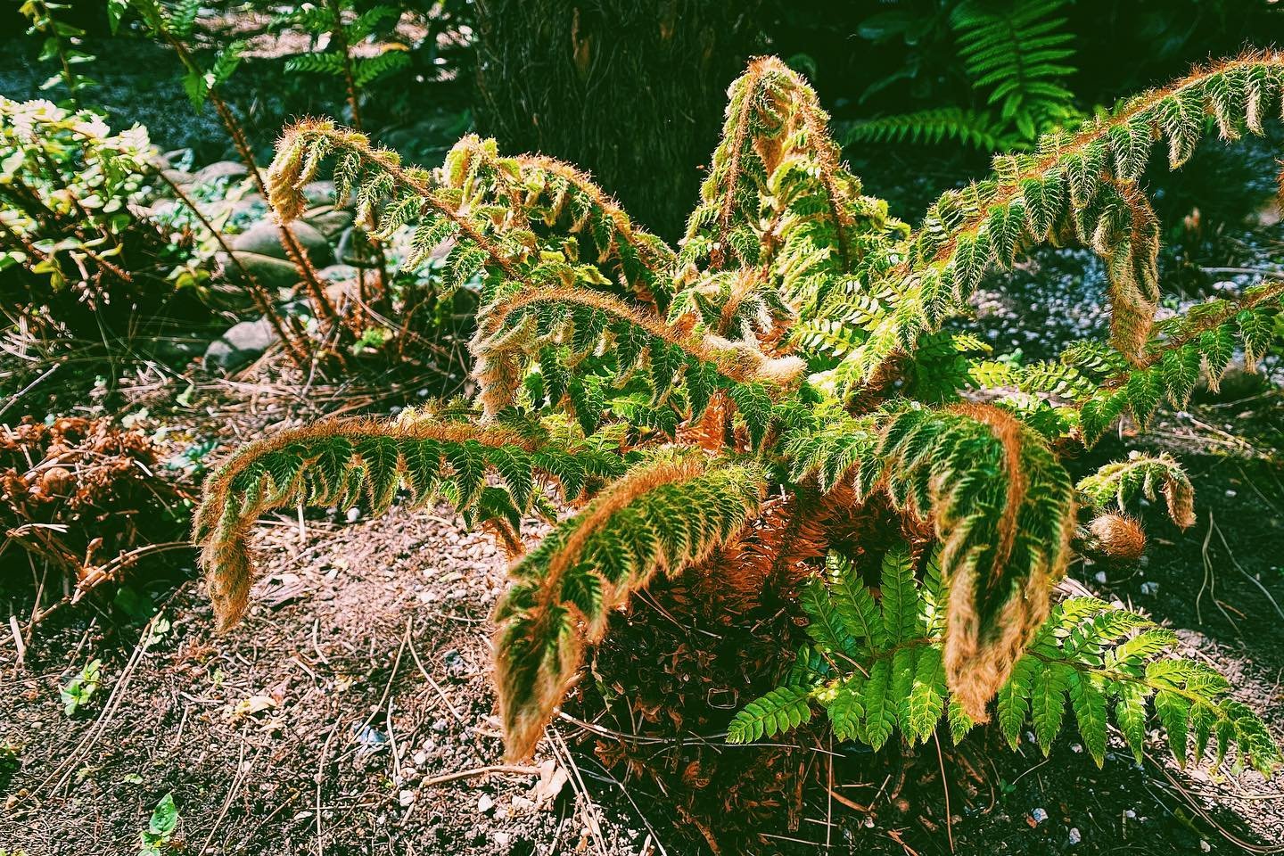 New life π΄ the fresh new fronds of ferns looking so perfect at this time of year.
#ferns #fronds #newlife #spring #sun #pinner #northwood #plantlover #fortheloveofplants #plantoftheday #photooftheday #vsco