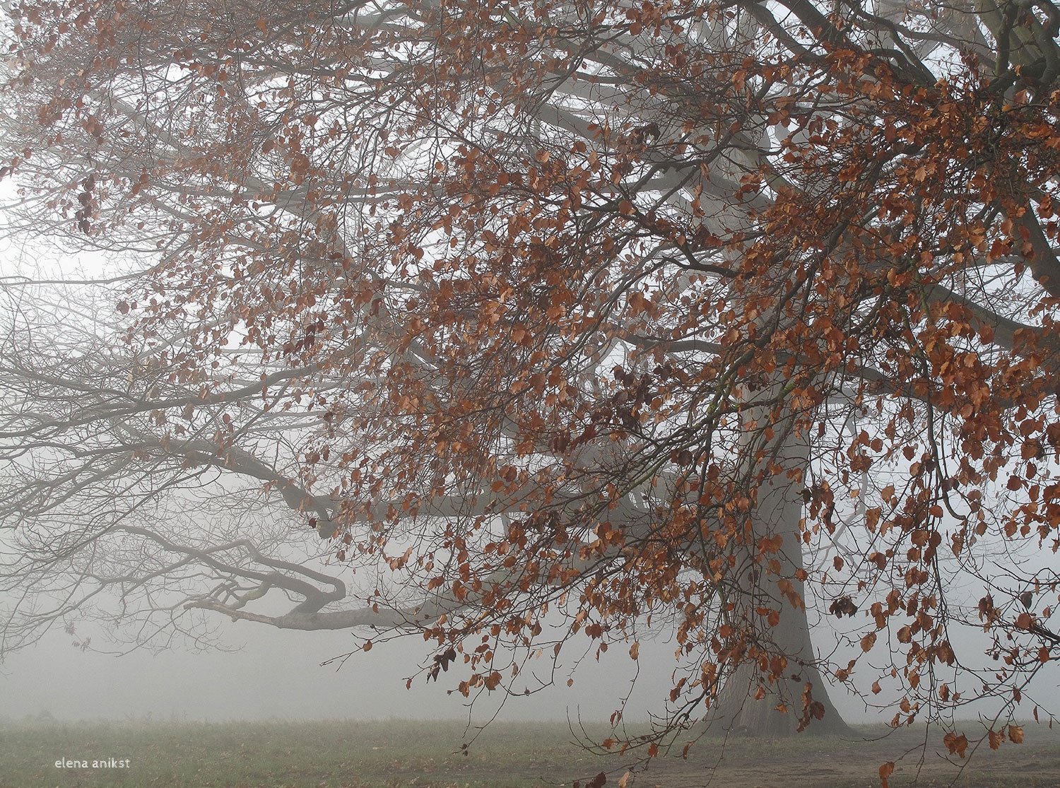 Fog in Hampstead Heath