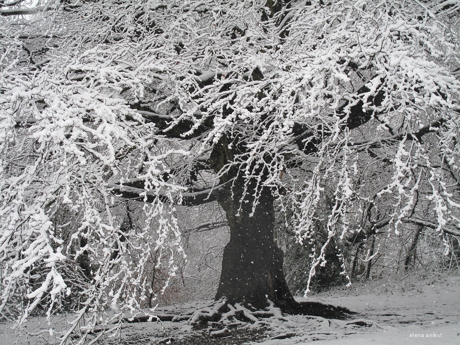 Winter in Hampstead Heath 2013