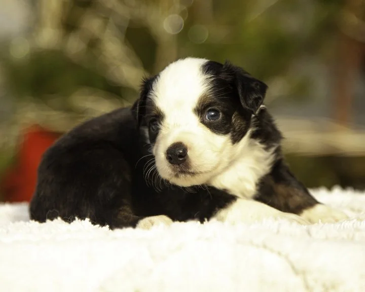 Pups-12-8-0269-Edit.jpg