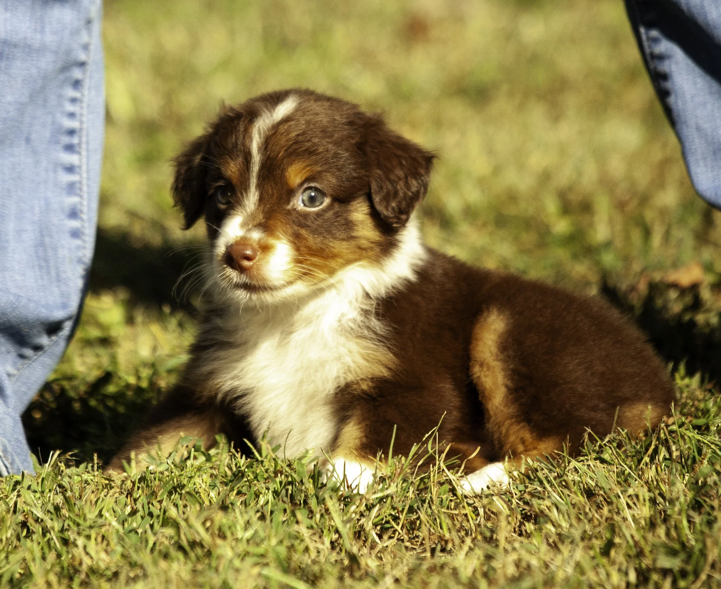 Derby Pups-1010-Edit.jpg