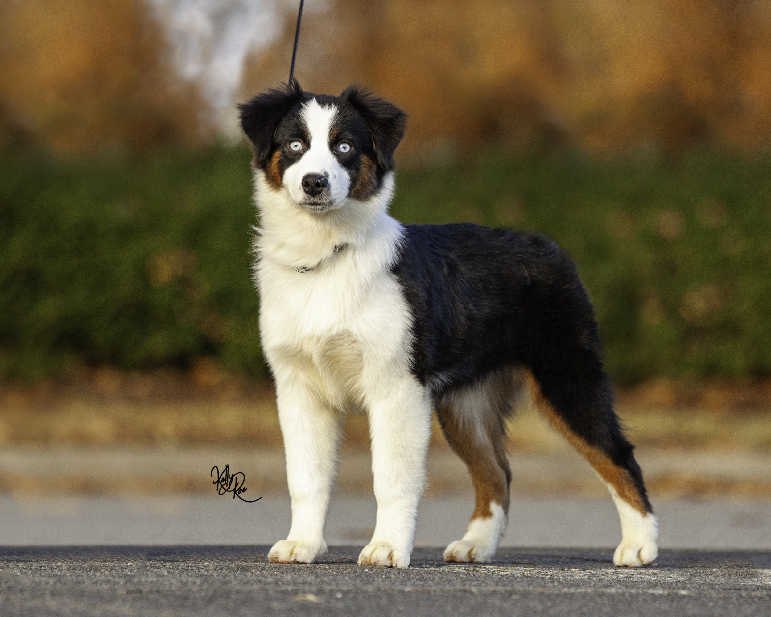 ws show -2357-Edit.jpg