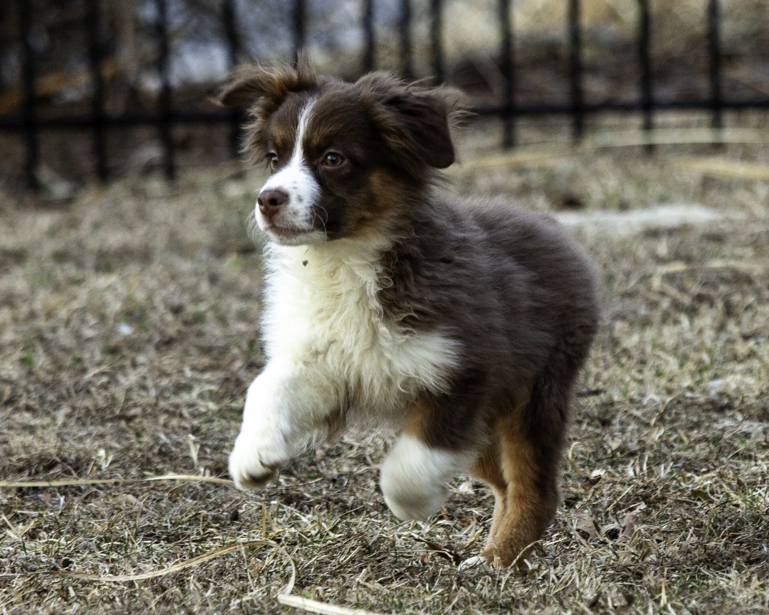 puppies2-13 (448 of 538)-Edit.jpg