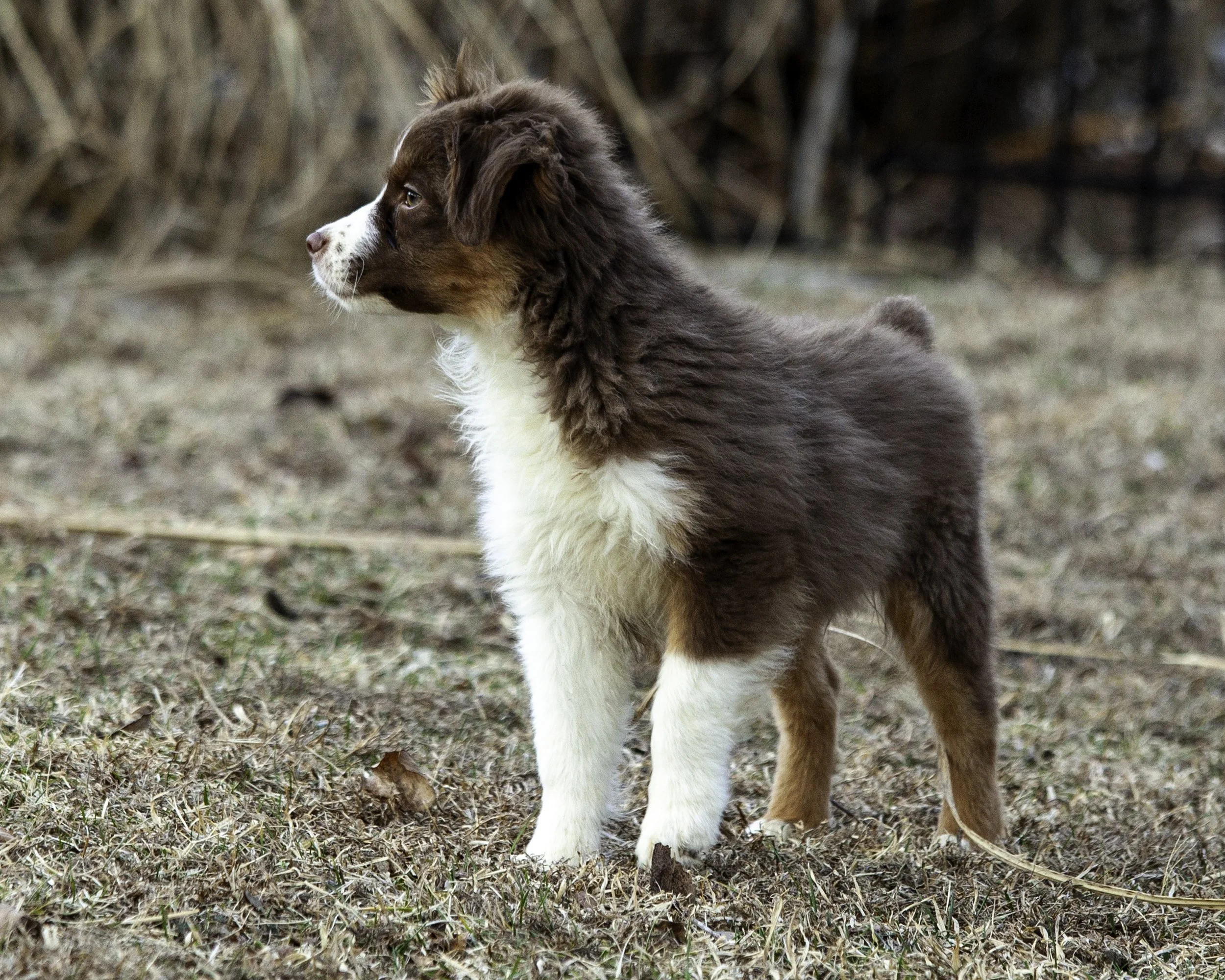 puppies2-13 (450 of 538)-Edit.jpg
