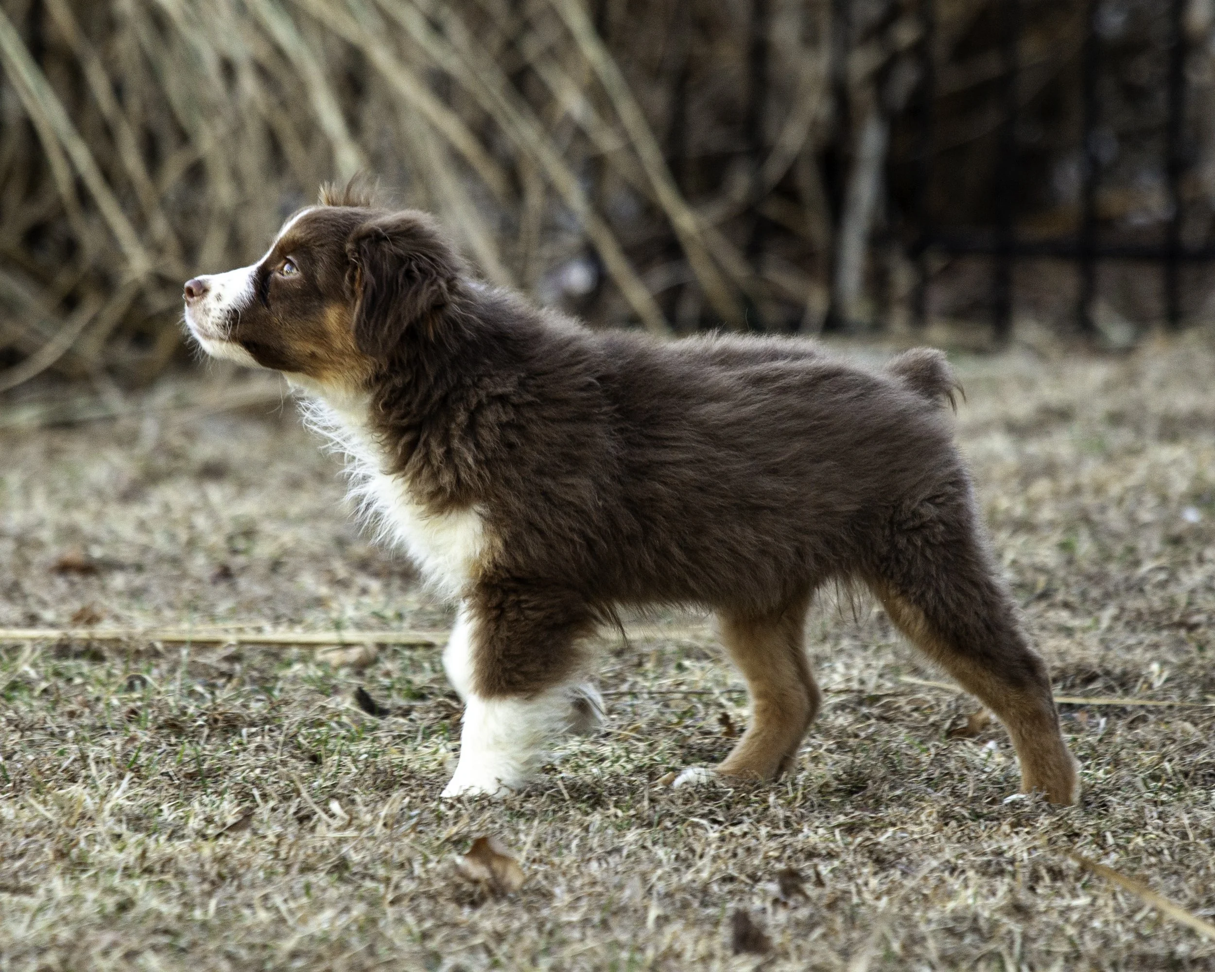 puppies2-13 (468 of 538)-Edit.jpg