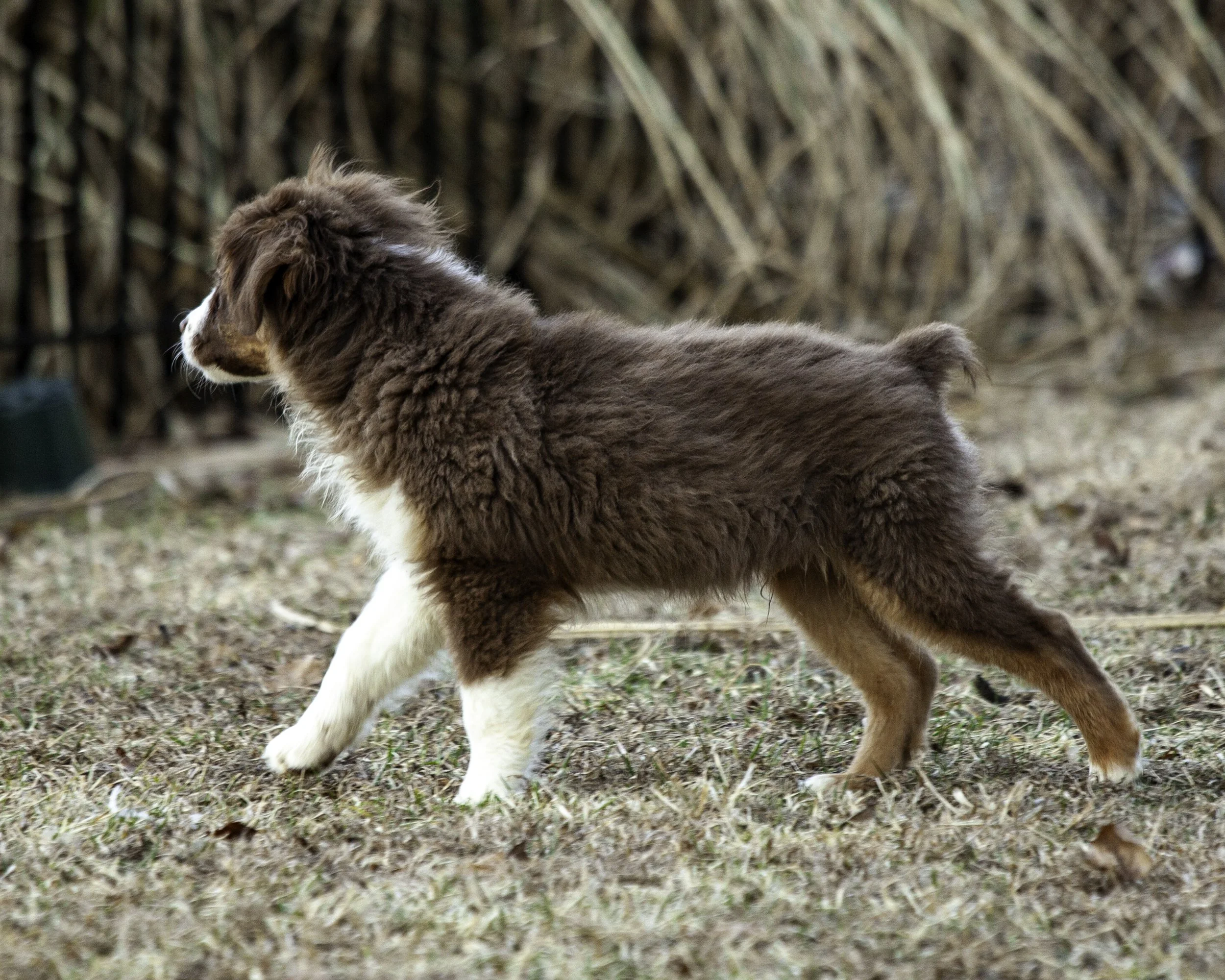 puppies2-13 (471 of 538)-Edit.jpg