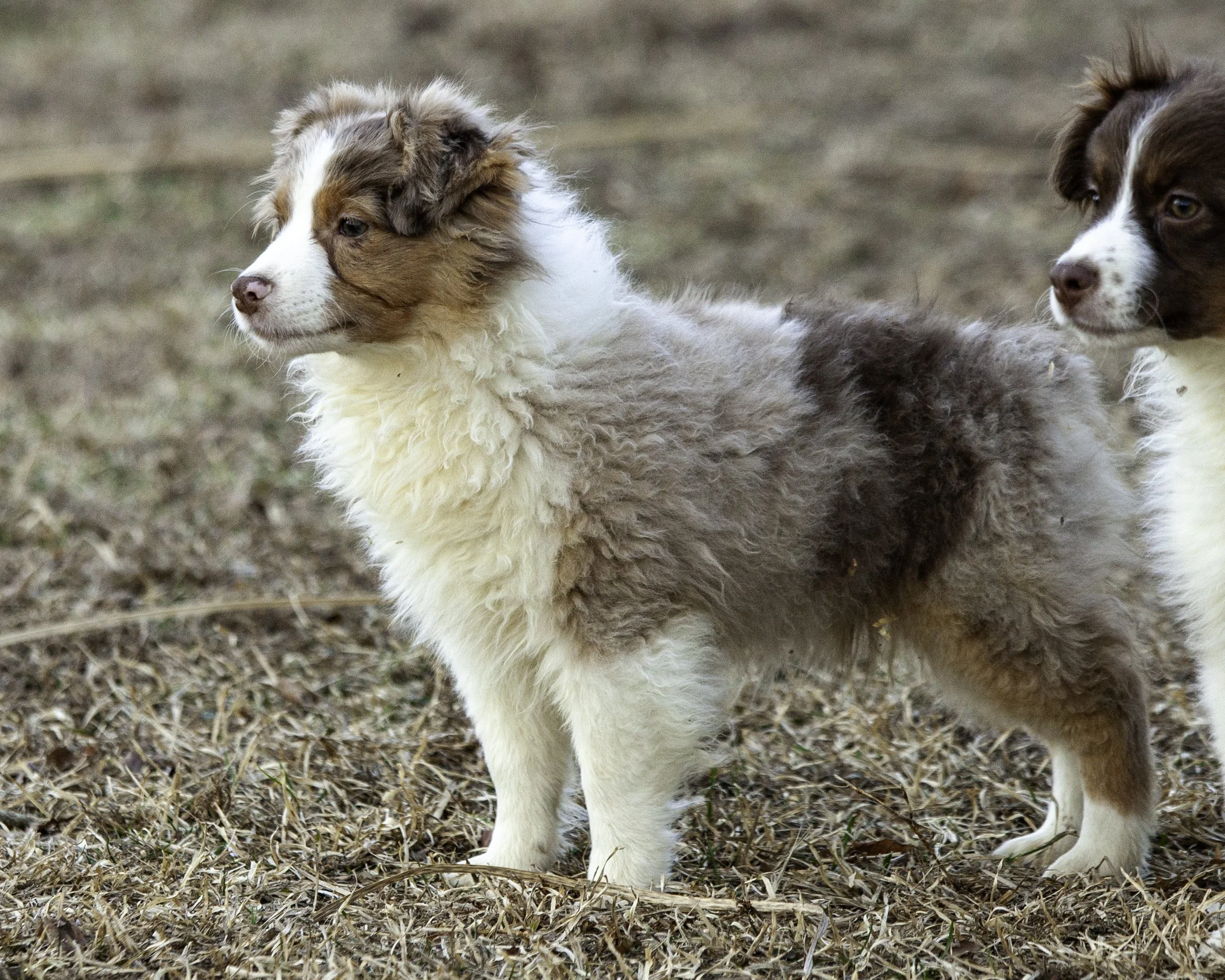 puppies2-13 (413 of 538)-Edit.jpg