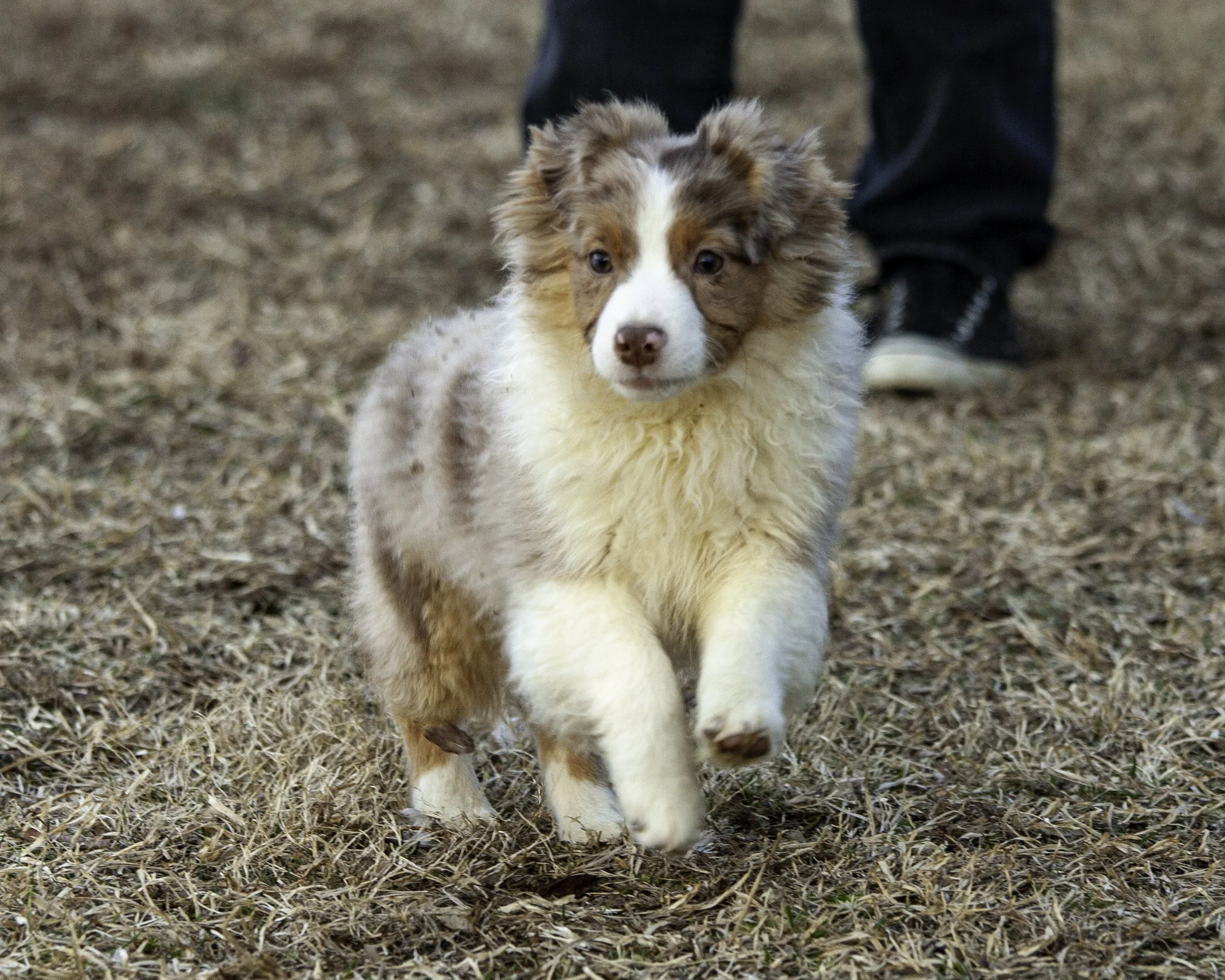 puppies2-13 (496 of 538)-Edit.jpg