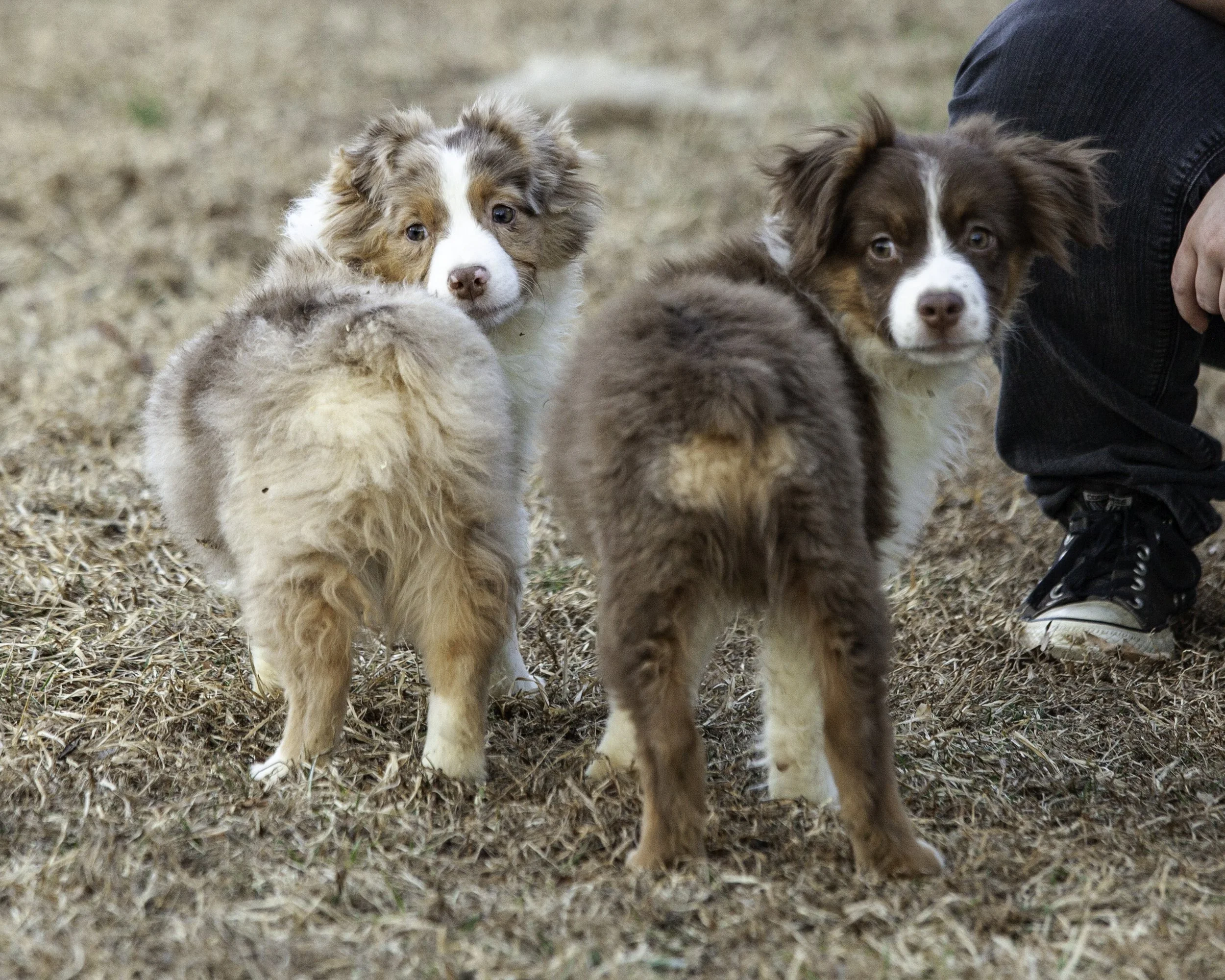 puppies2-13 (538 of 538)-Edit.jpg