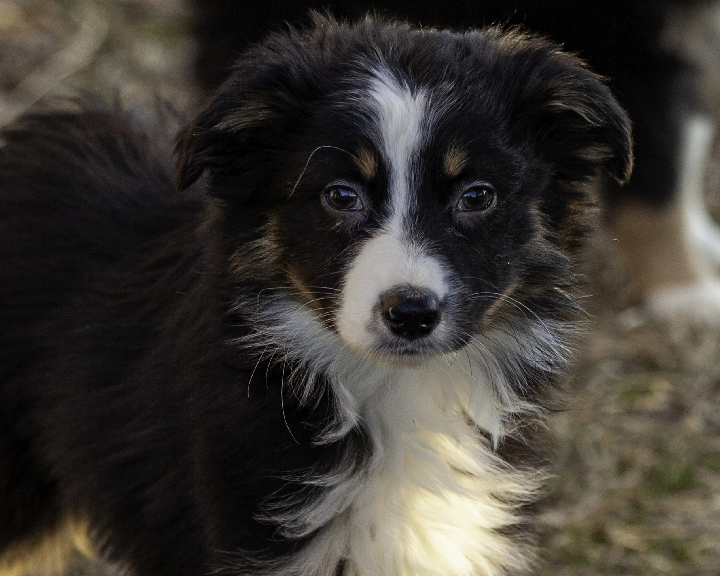 puppies2-13 (198 of 538)-Edit.jpg