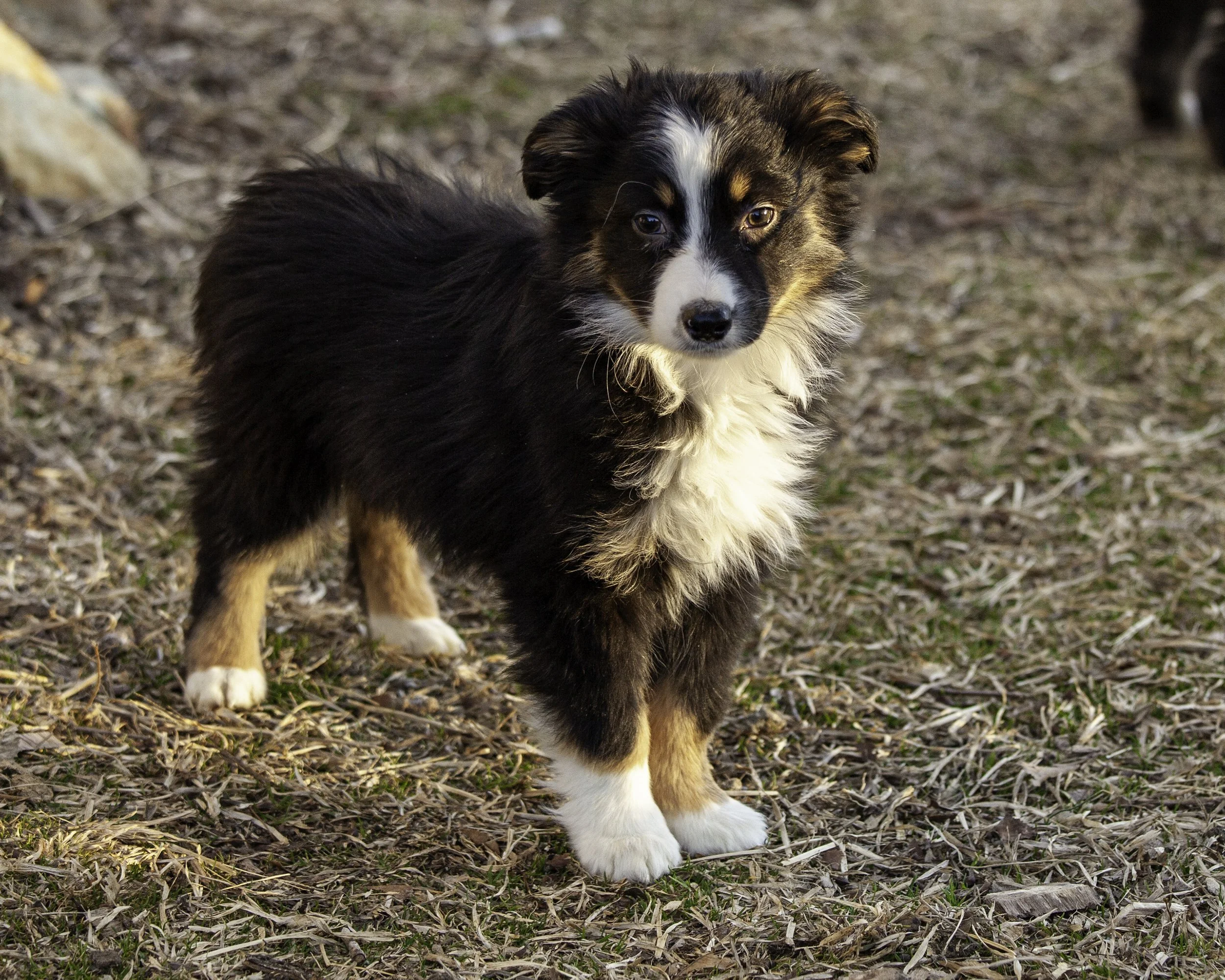 puppies2-13 (203 of 538)-Edit.jpg