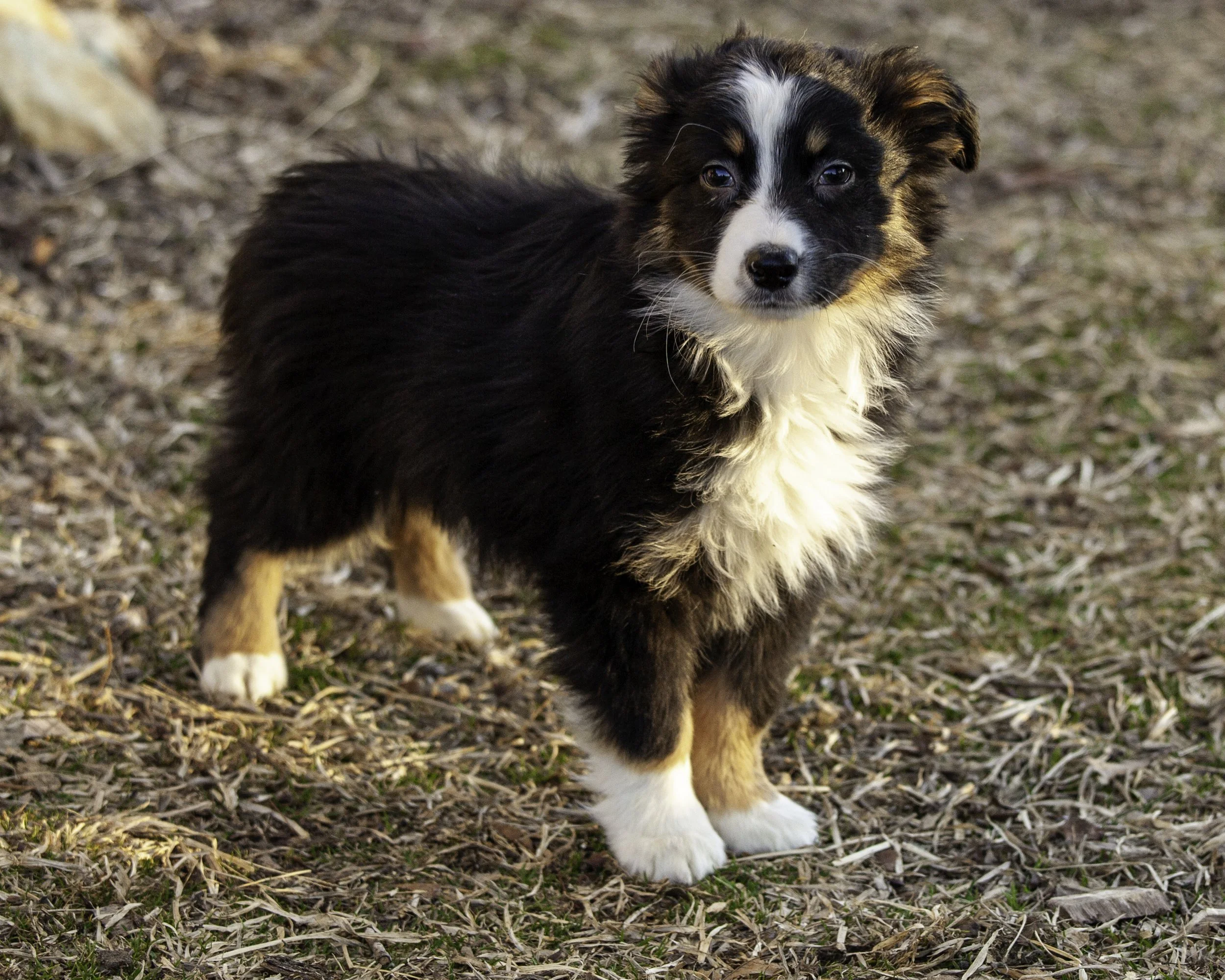 puppies2-13 (206 of 538)-Edit.jpg