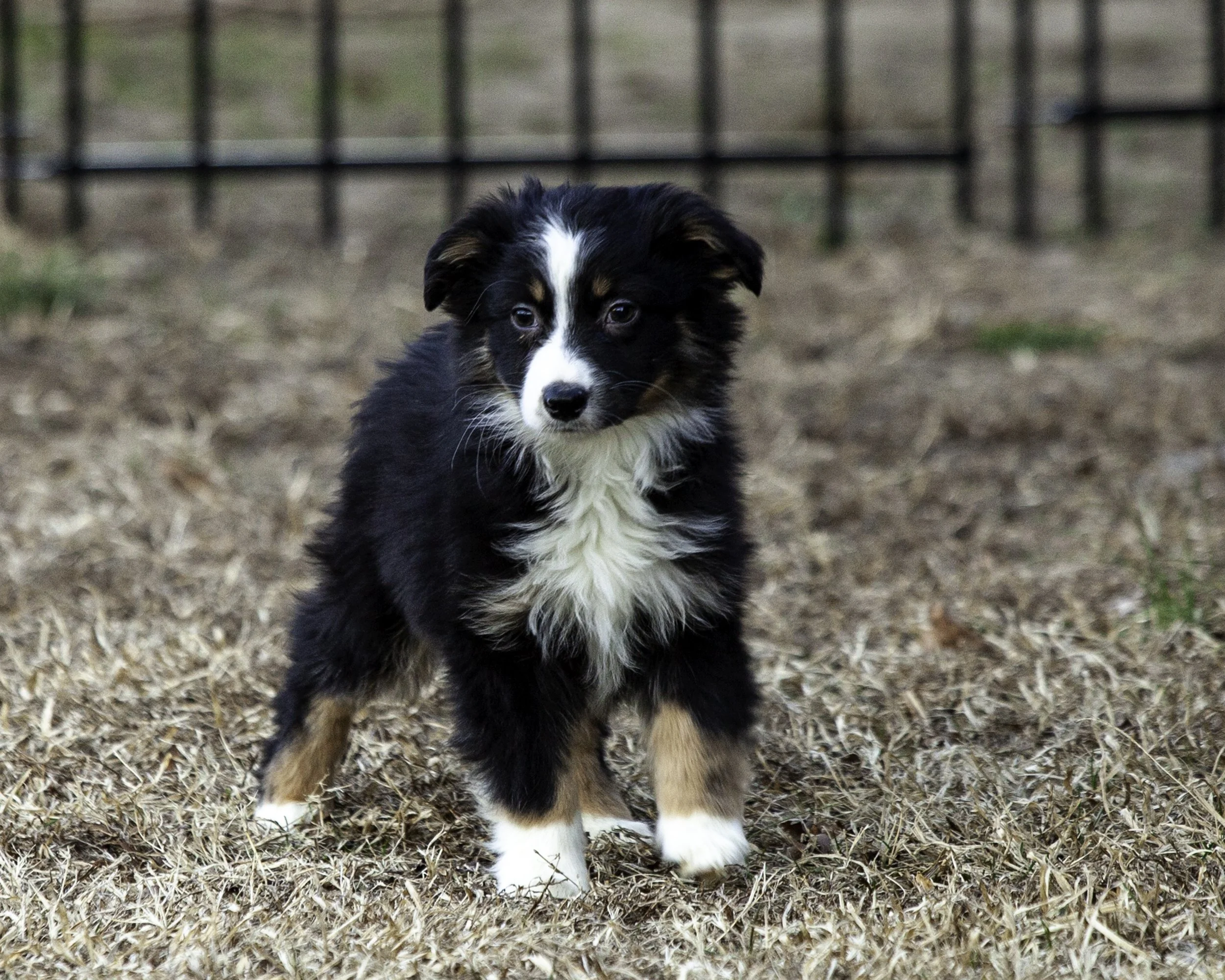 puppies2-13 (220 of 538)-Edit.jpg