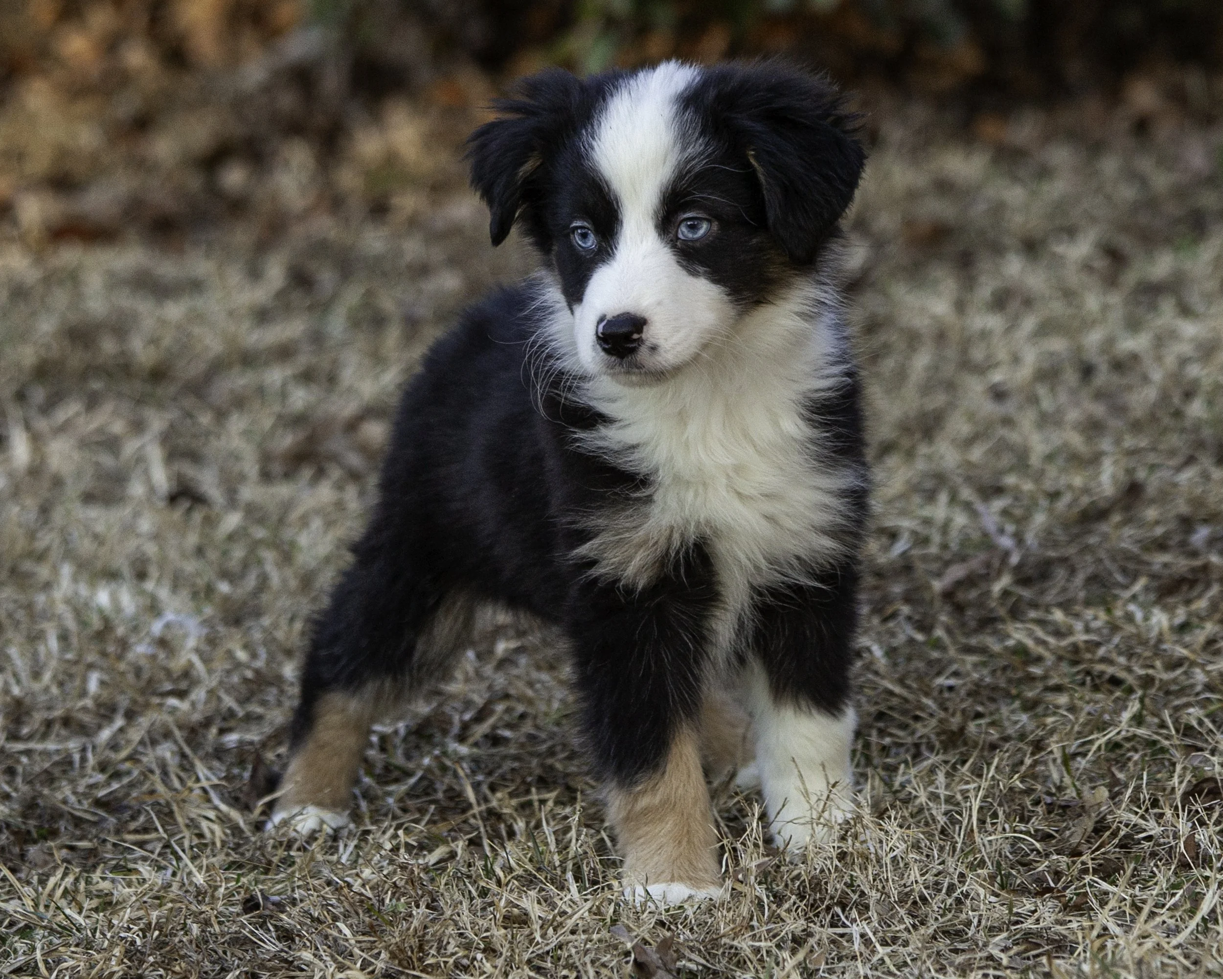 puppies2-13 (110 of 538)-Edit.jpg