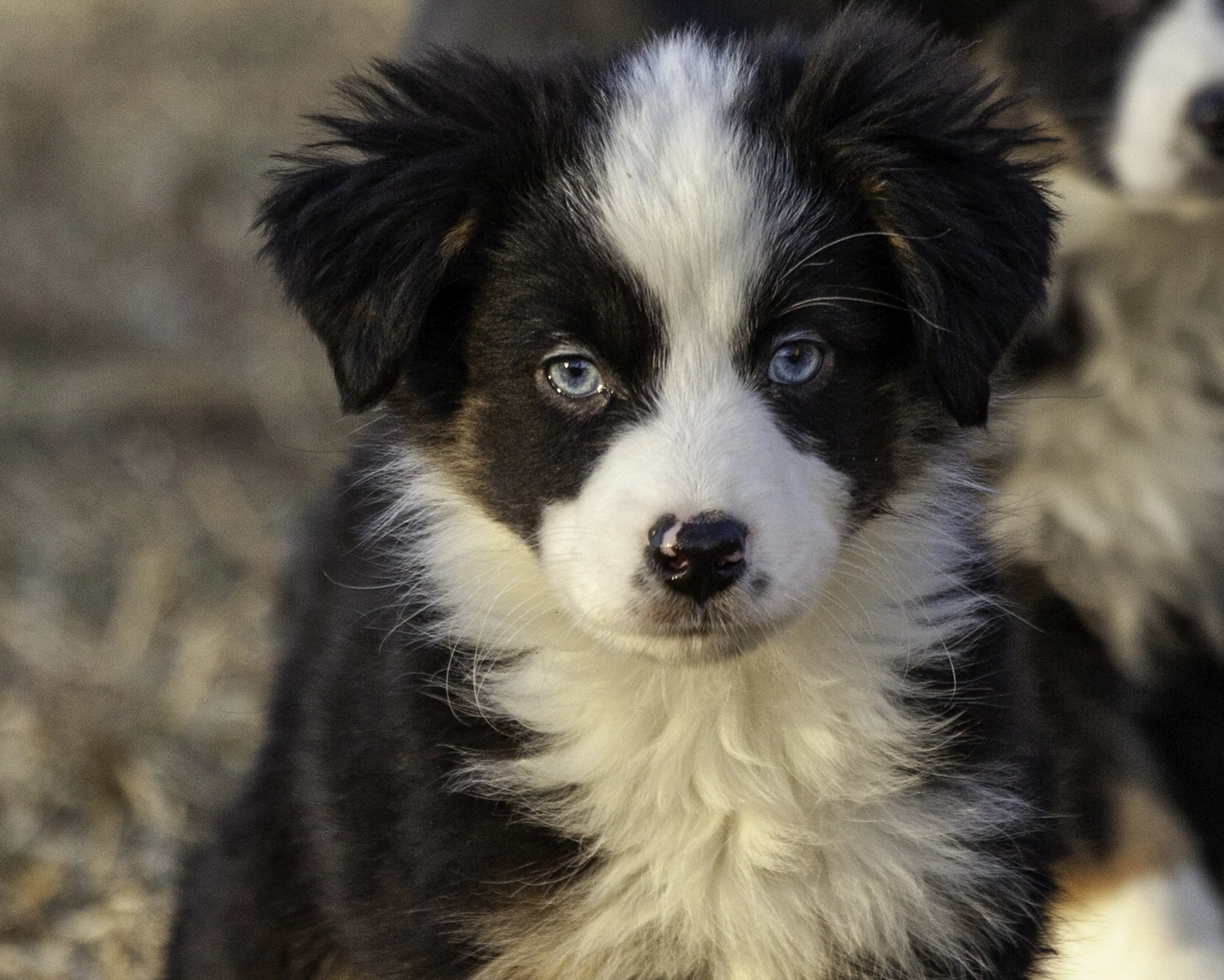 puppies2-13 (127 of 538)-Edit.jpg