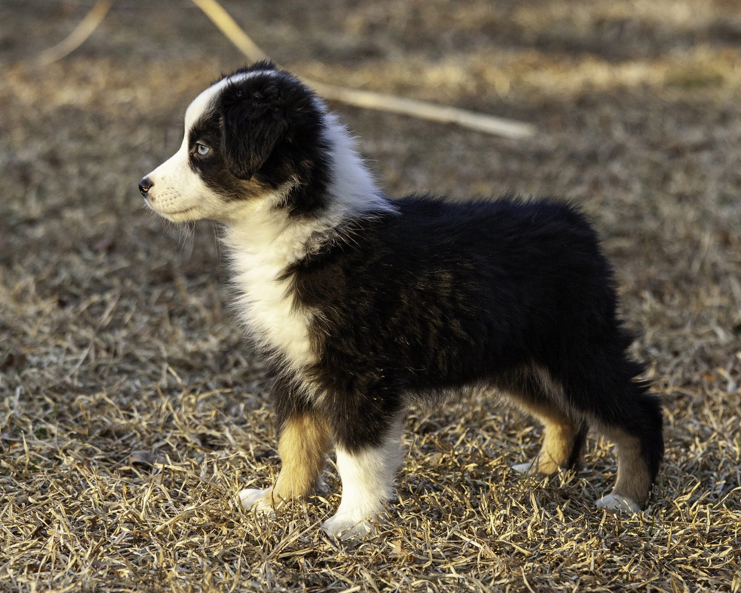 puppies2-13 (152 of 538)-Edit.jpg