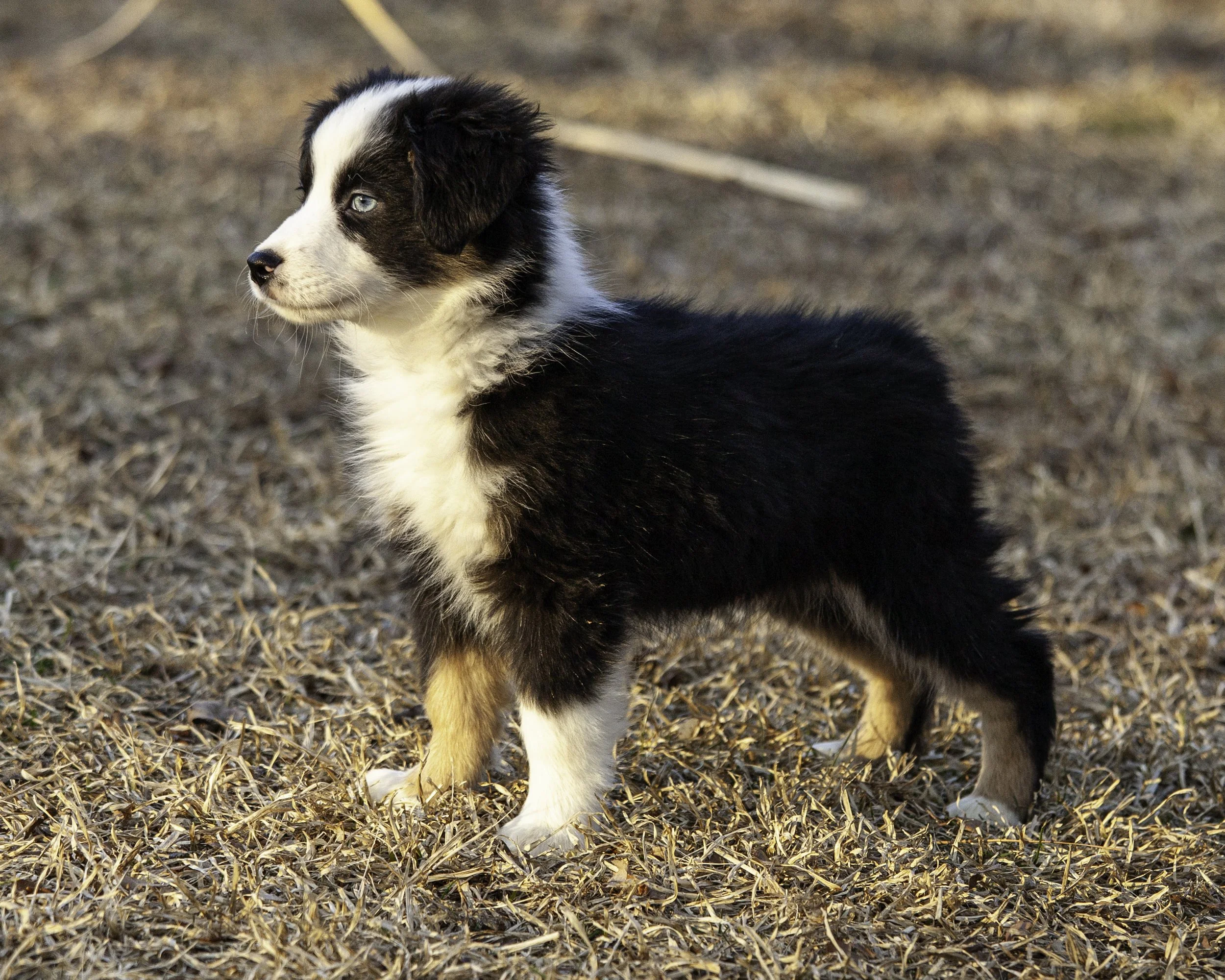 puppies2-13 (155 of 538)-Edit.jpg